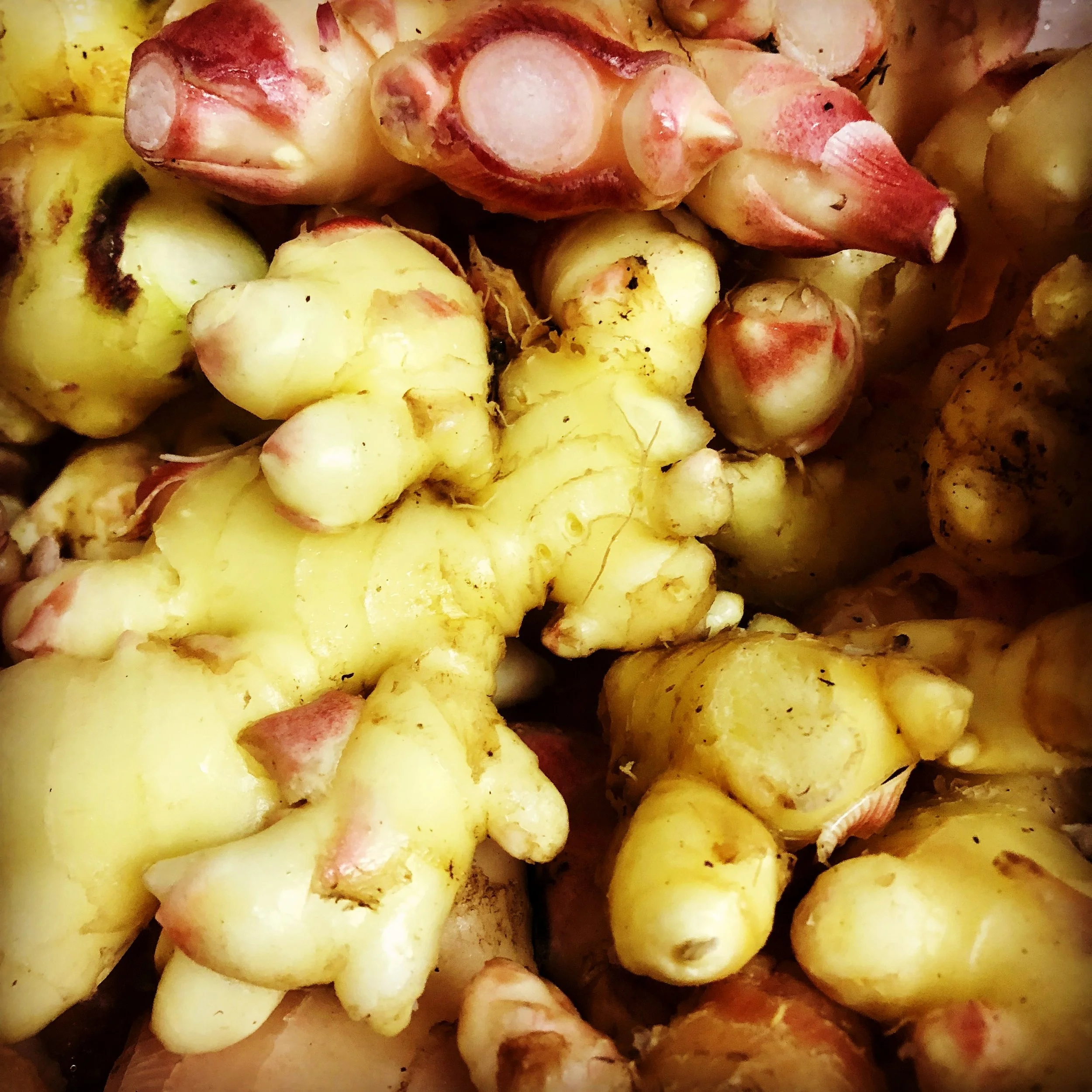 Stonecipher Farm Ginger