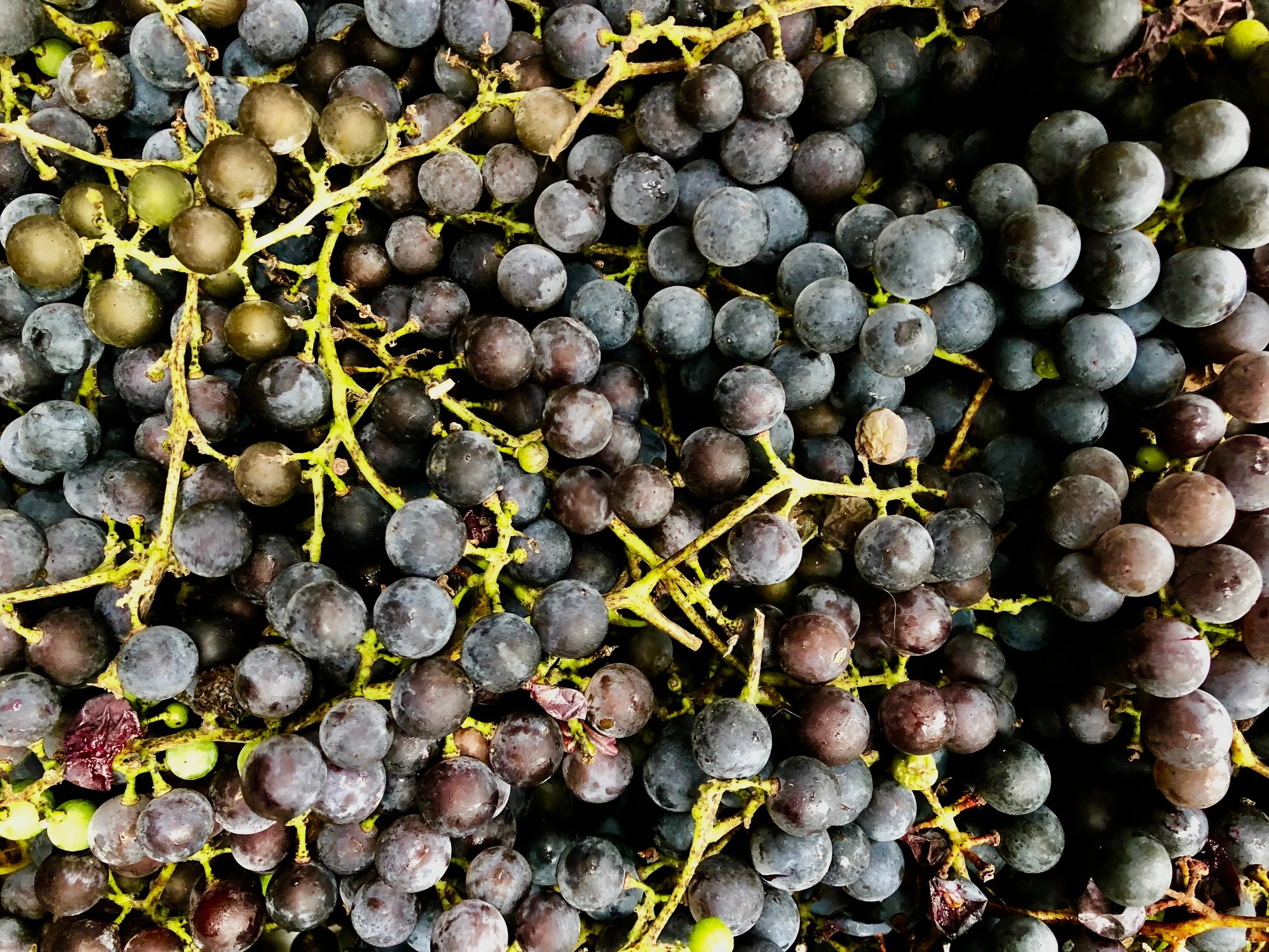 Concord Grapes from Little River Flower Farm
