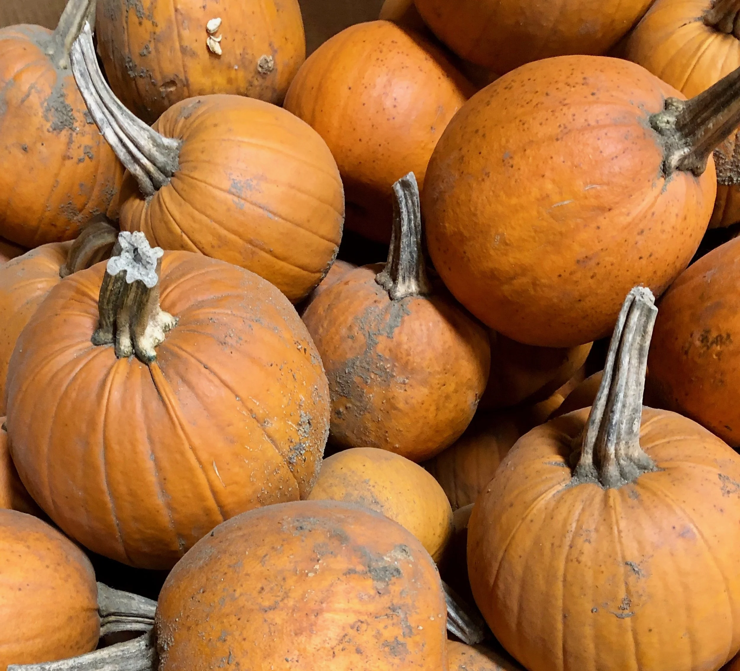 Sugar Pumpkins from Jordan's Farm