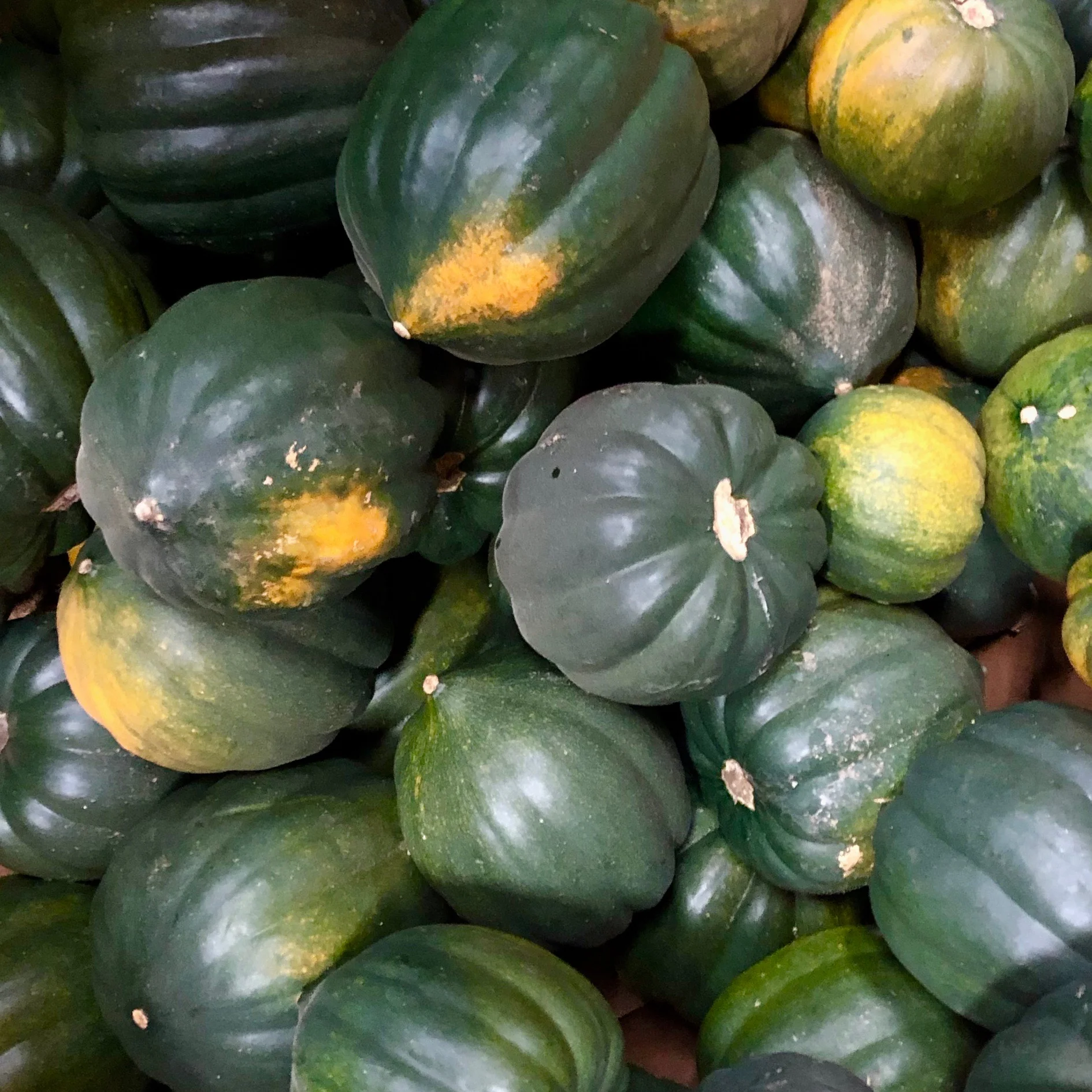 Acorn Squash from Jordan's Farm