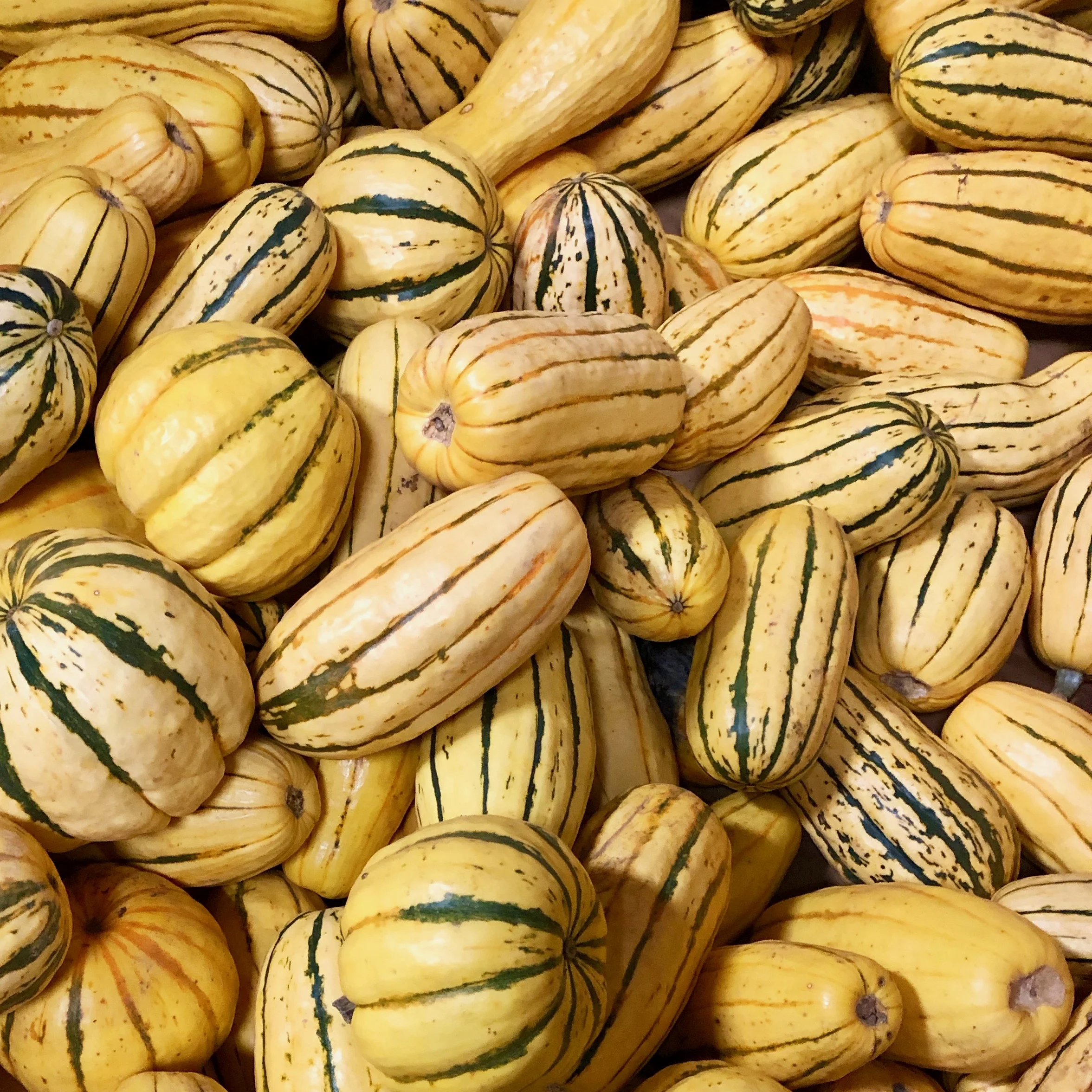 Delicata Squash from Jordan's Farm
