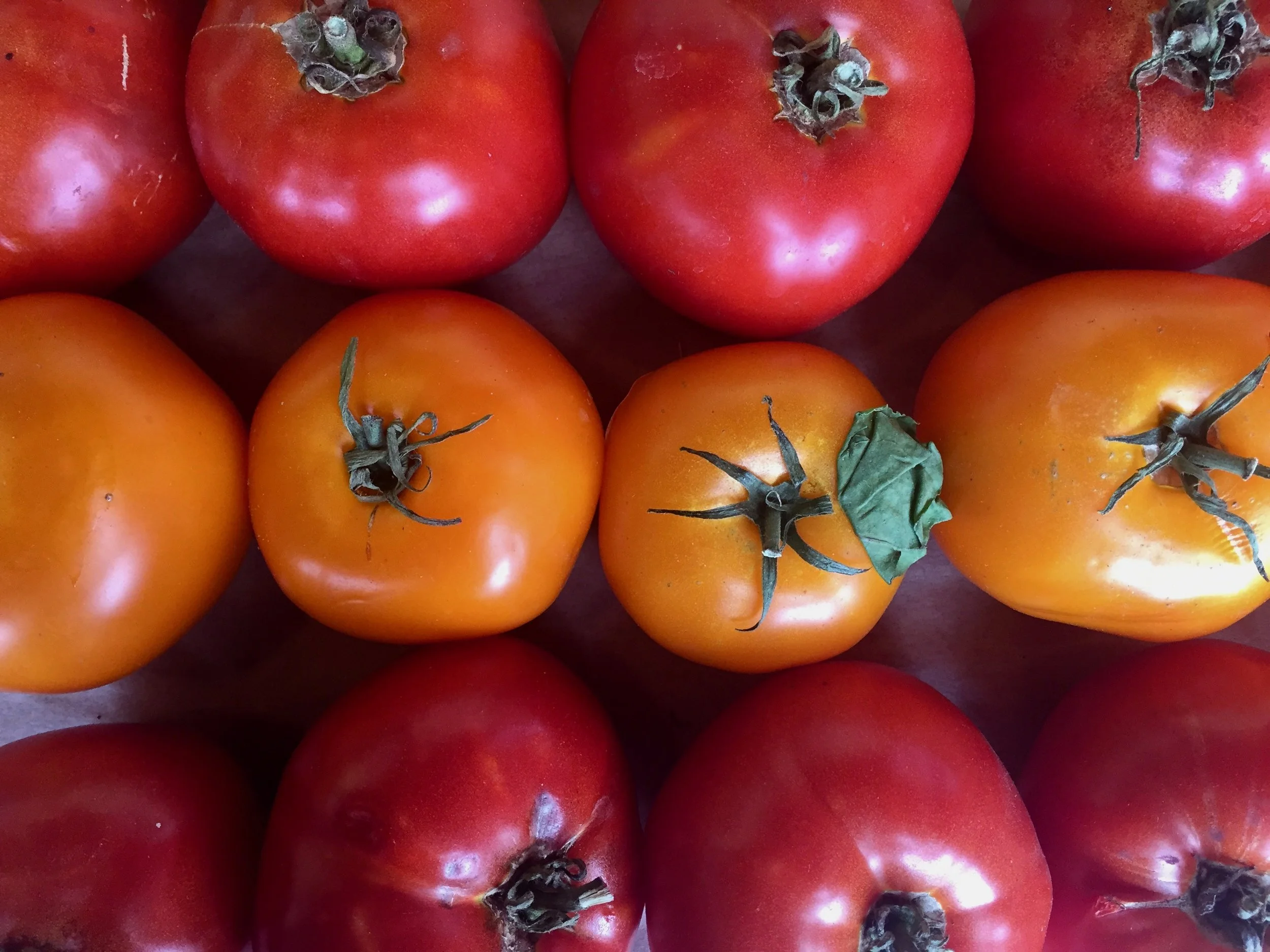 Two Farmers Farm Tomatoes