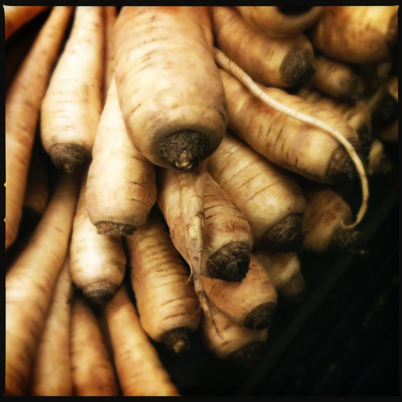 Two Farmers Farm Parsnips