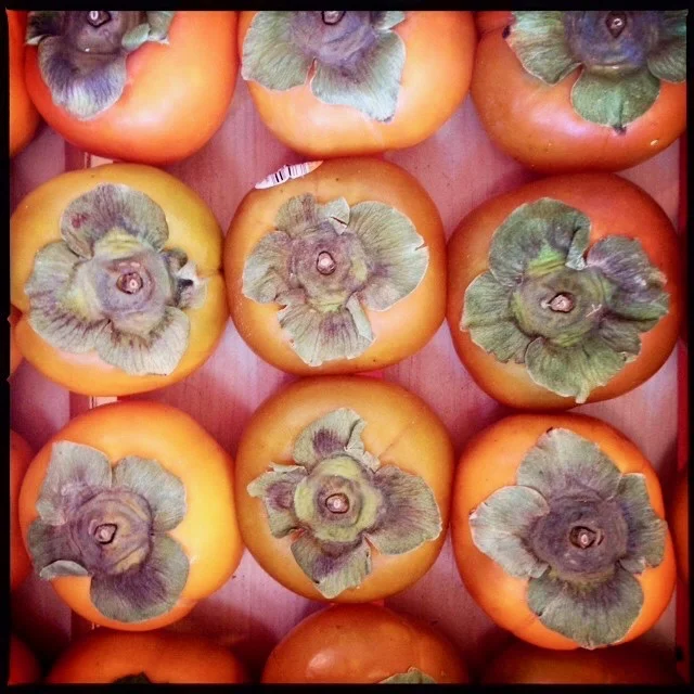 Persimmon Season
