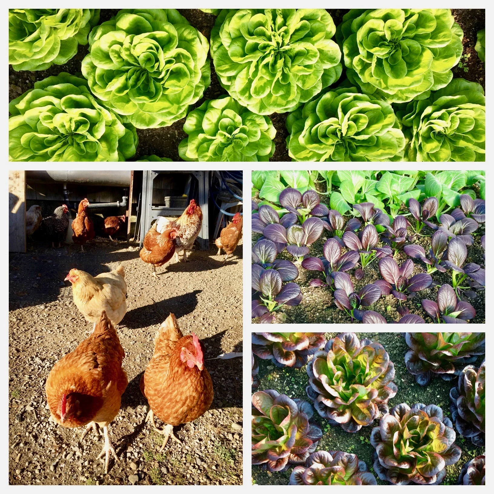 Lettuce and Chickens at Little River Flower Farm