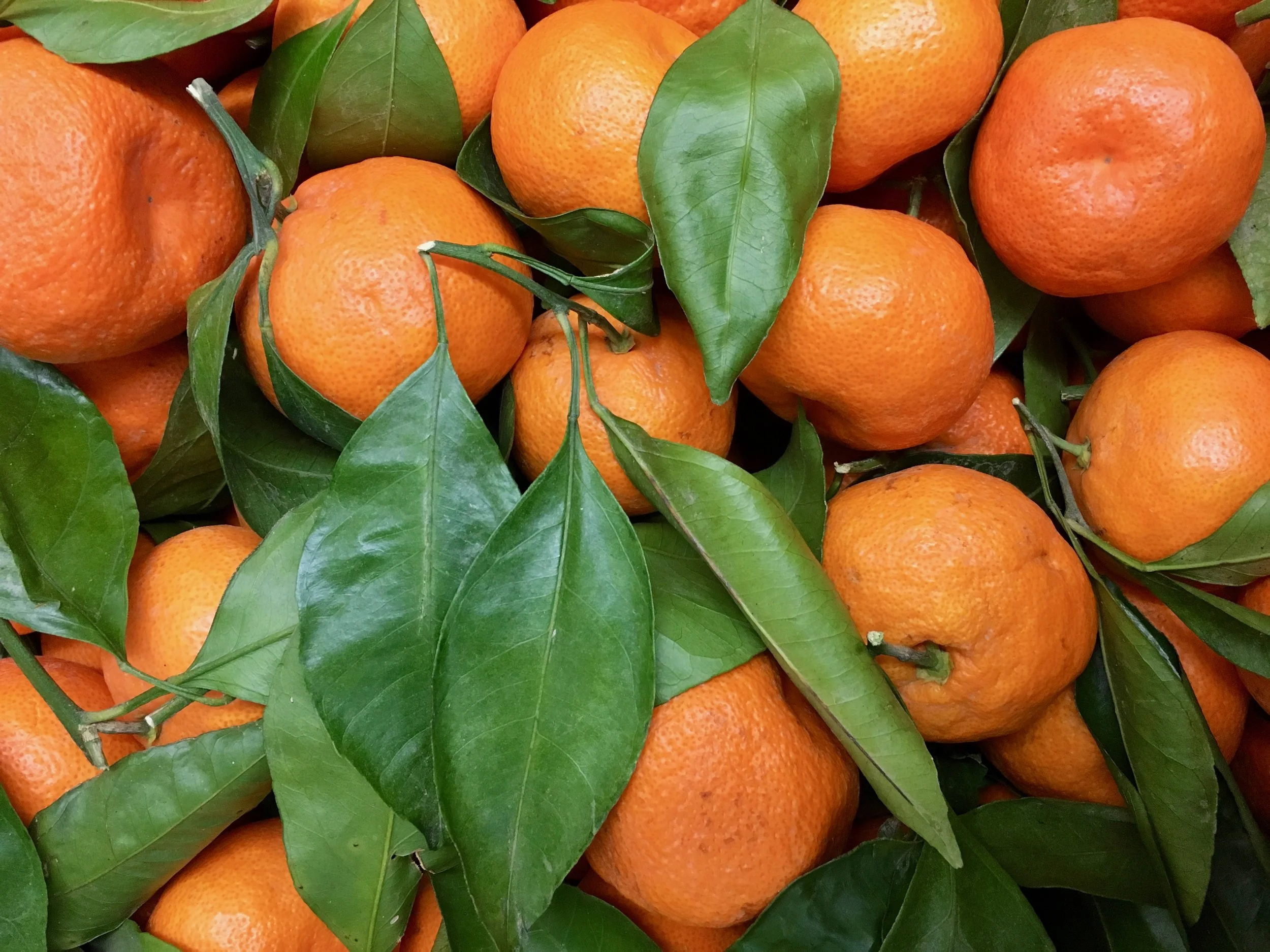Satsuma Mandarins