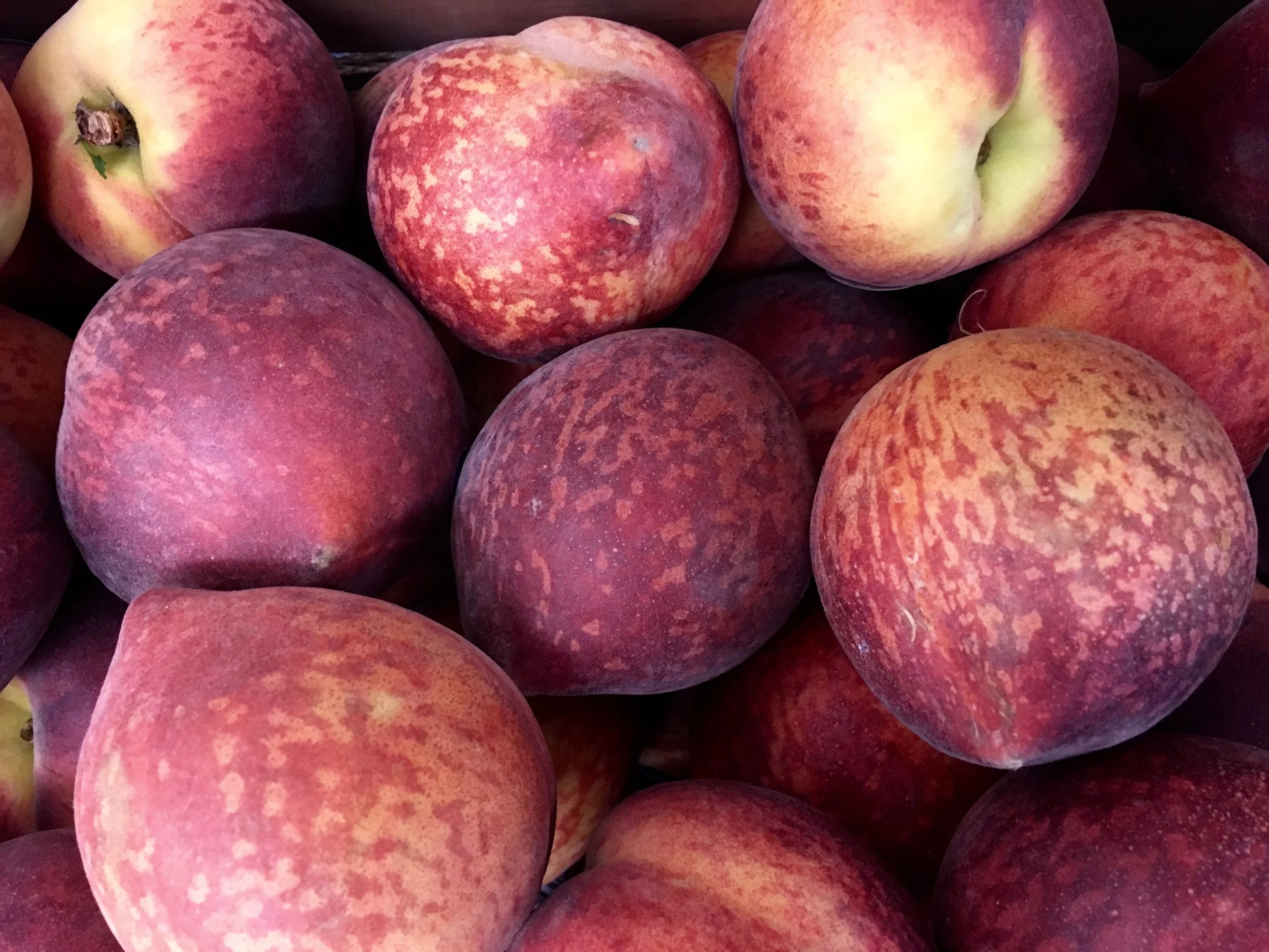 Maine Peaches