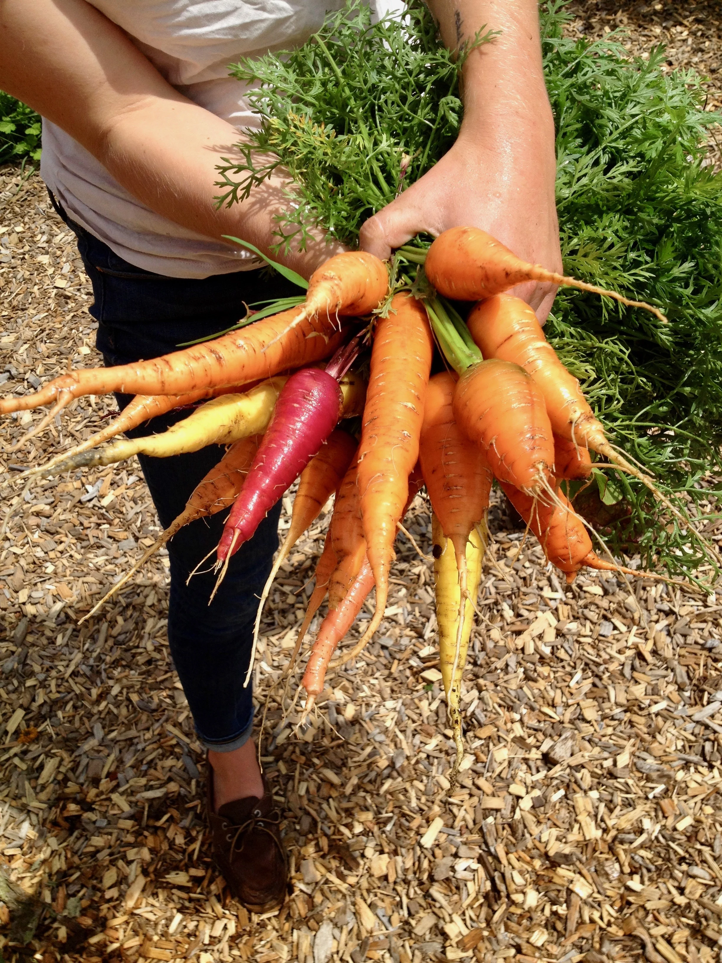 Carrot Harvest!