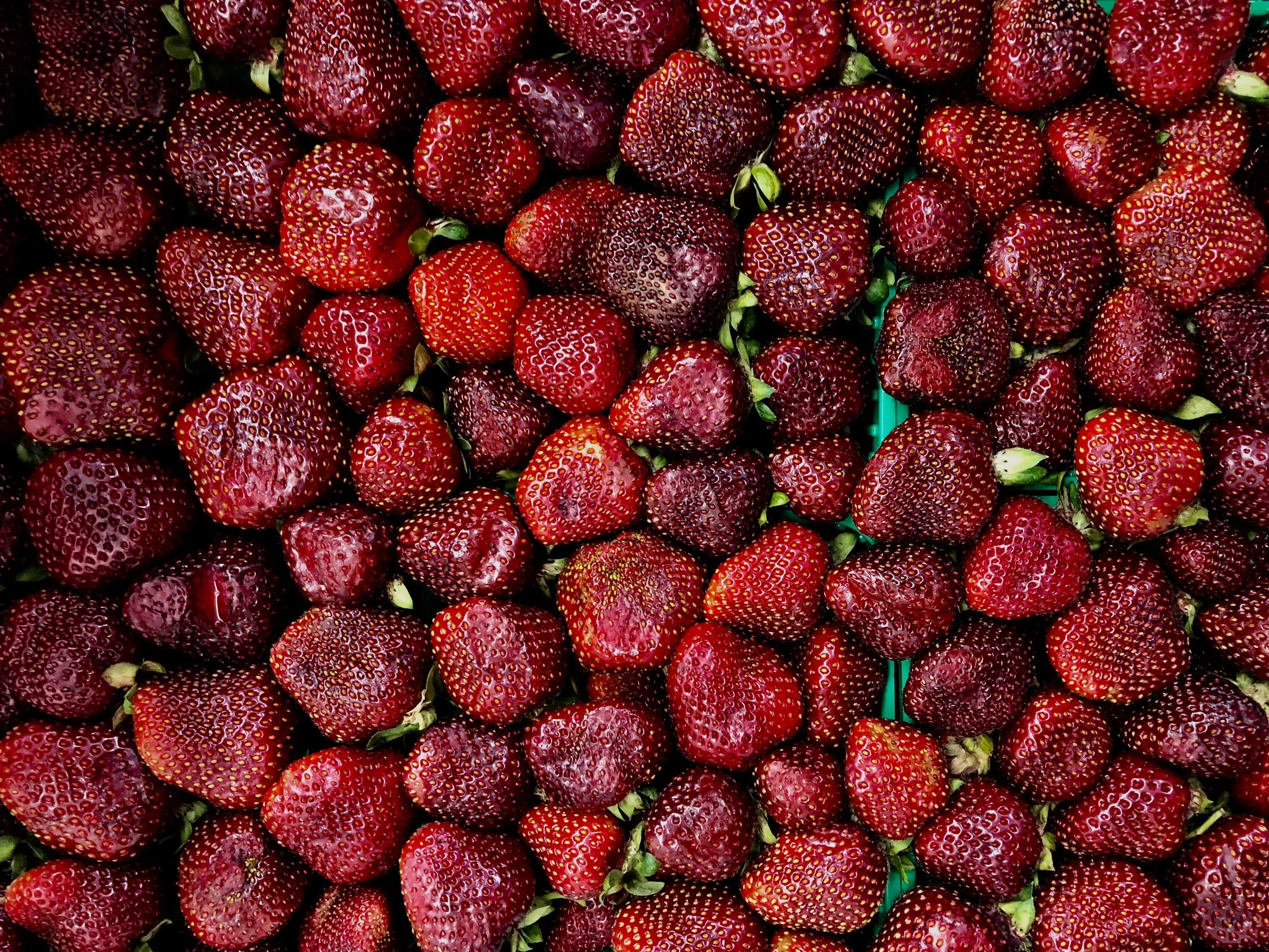 Northern Fall Strawberries
