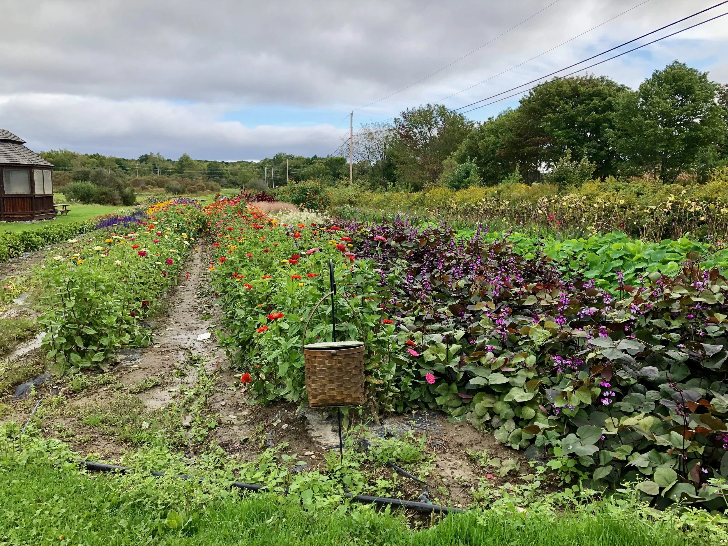 Late Summer at Jordan's Farm
