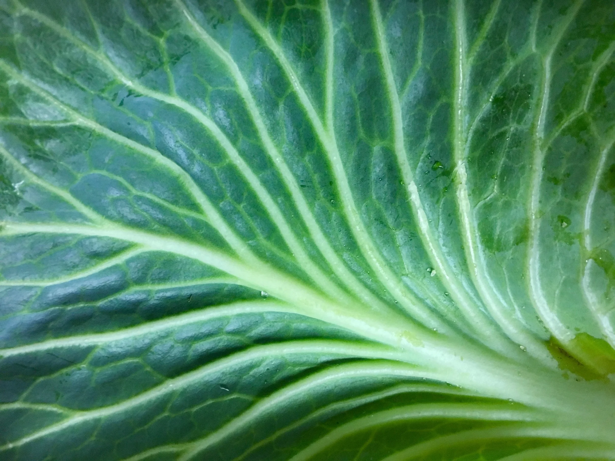 Cabbage Leaf