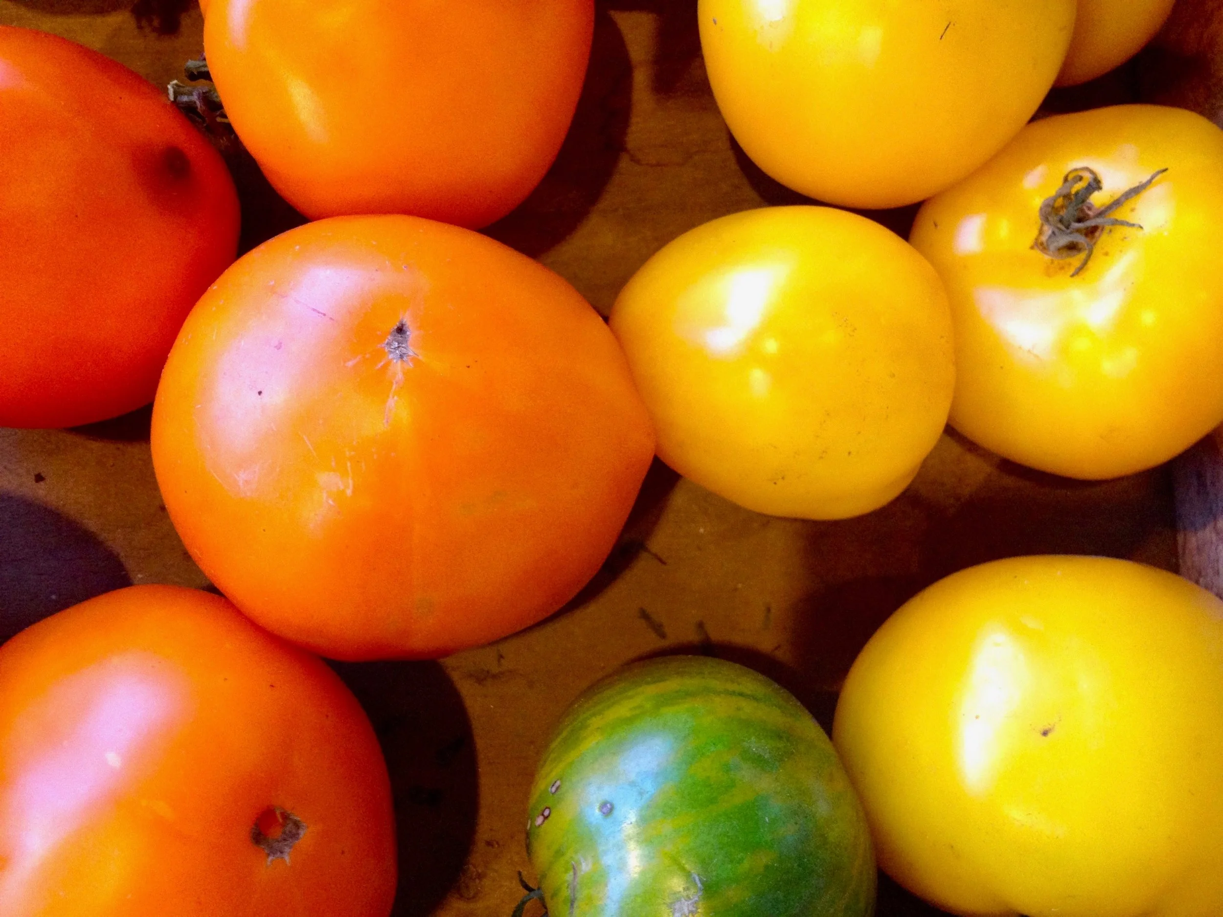 Rainbow Heirloom Tomatoes