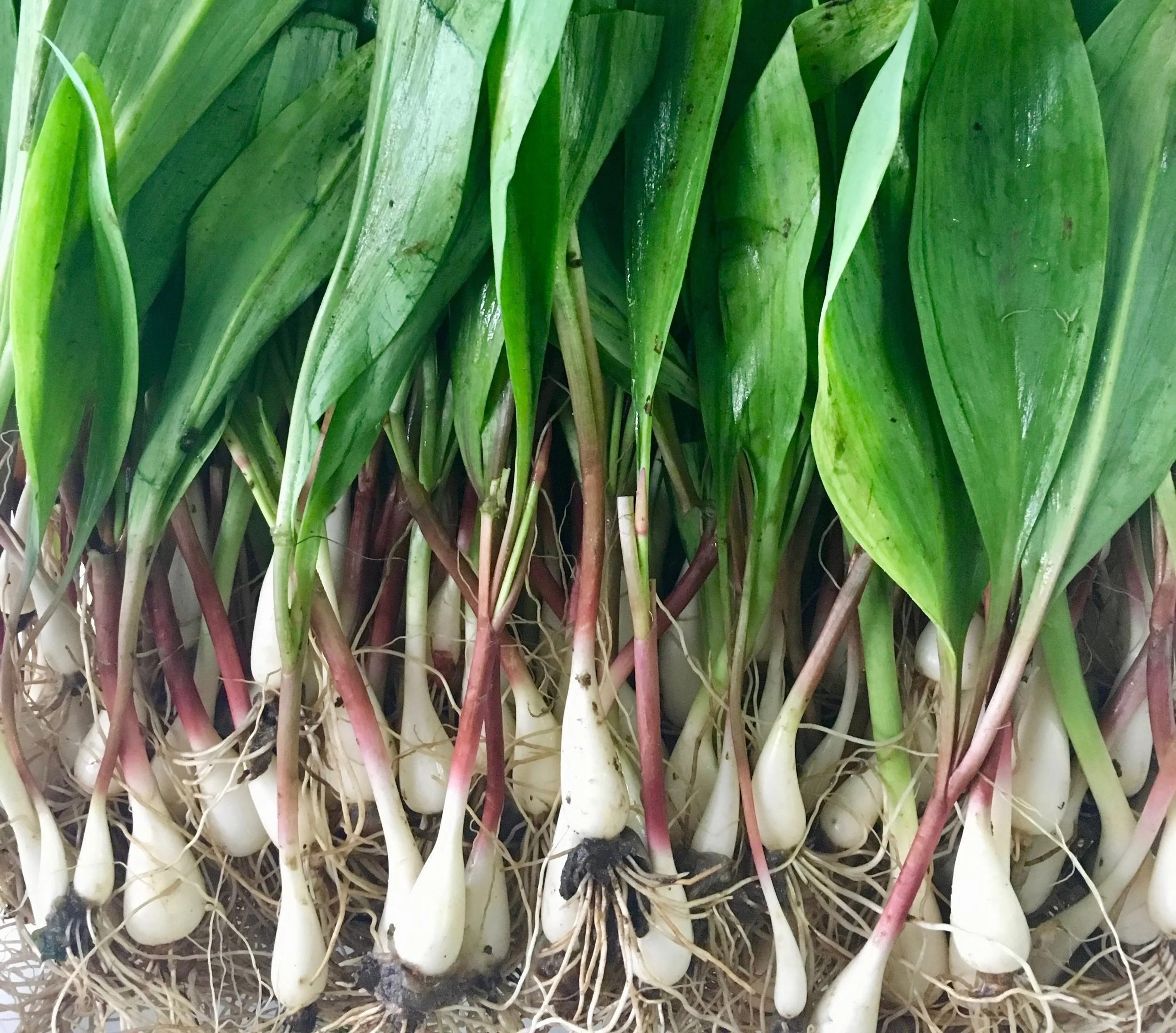 Spring Ramps