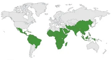 where moringa grows best in the world.jpg