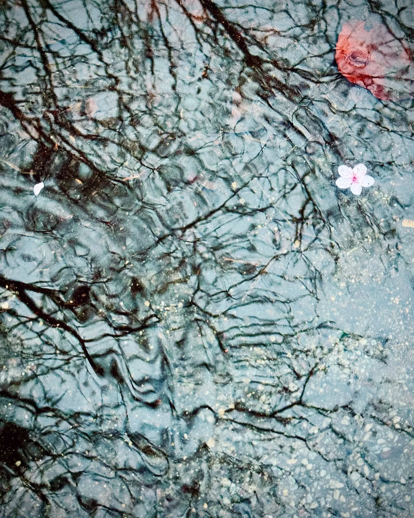 Still caught between seasons, while Mother Earth holds her breath. A moment suspended between what has passed and what is yet to come. Like petals on water, we float, but not aimlessly. The turning of seasons happens seamlessly and gently, yet the wo