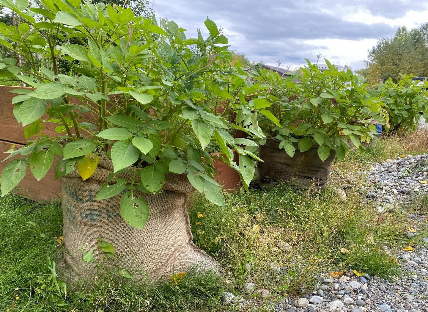Anyone catching spring fever and ready for coffee burlap bags for potato planting?! 🪴🥔🥔 DM for details. #womenwhoroast #goldiescoffeeroasters #alaska #specialtycoffee