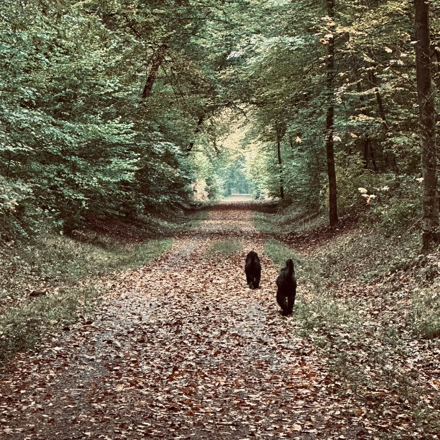 Beste Zeit des Tages und ich liebe es um Kraft zu schöpfen! Nehmt Ihr Euch auch die Zeit zum tanken? #kraft #ruhe #hunde #wald #spaziergang #energie #achtsam #bauboombang @hundfug