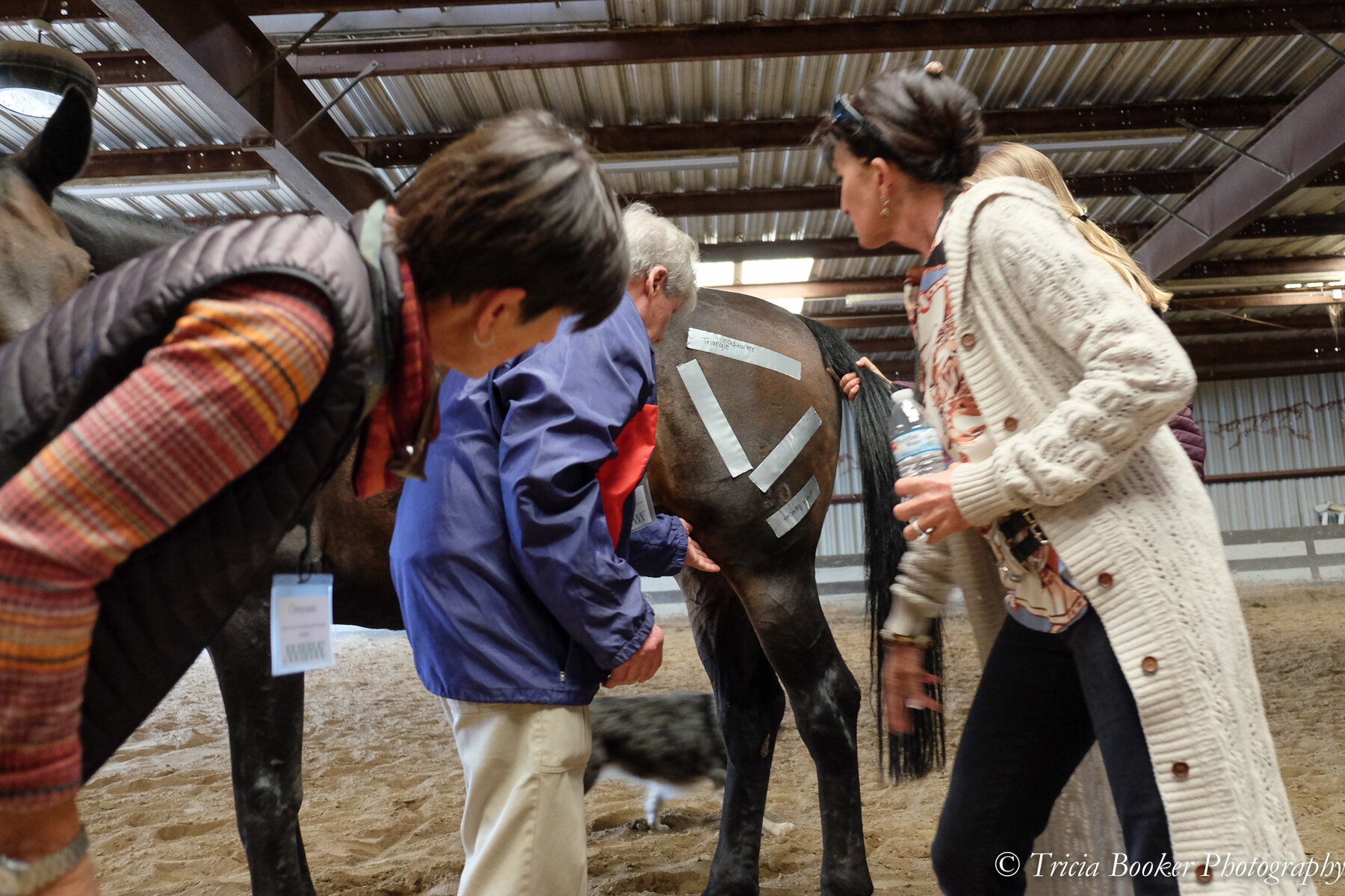 Sport Horse Conformation Seminar Deposit