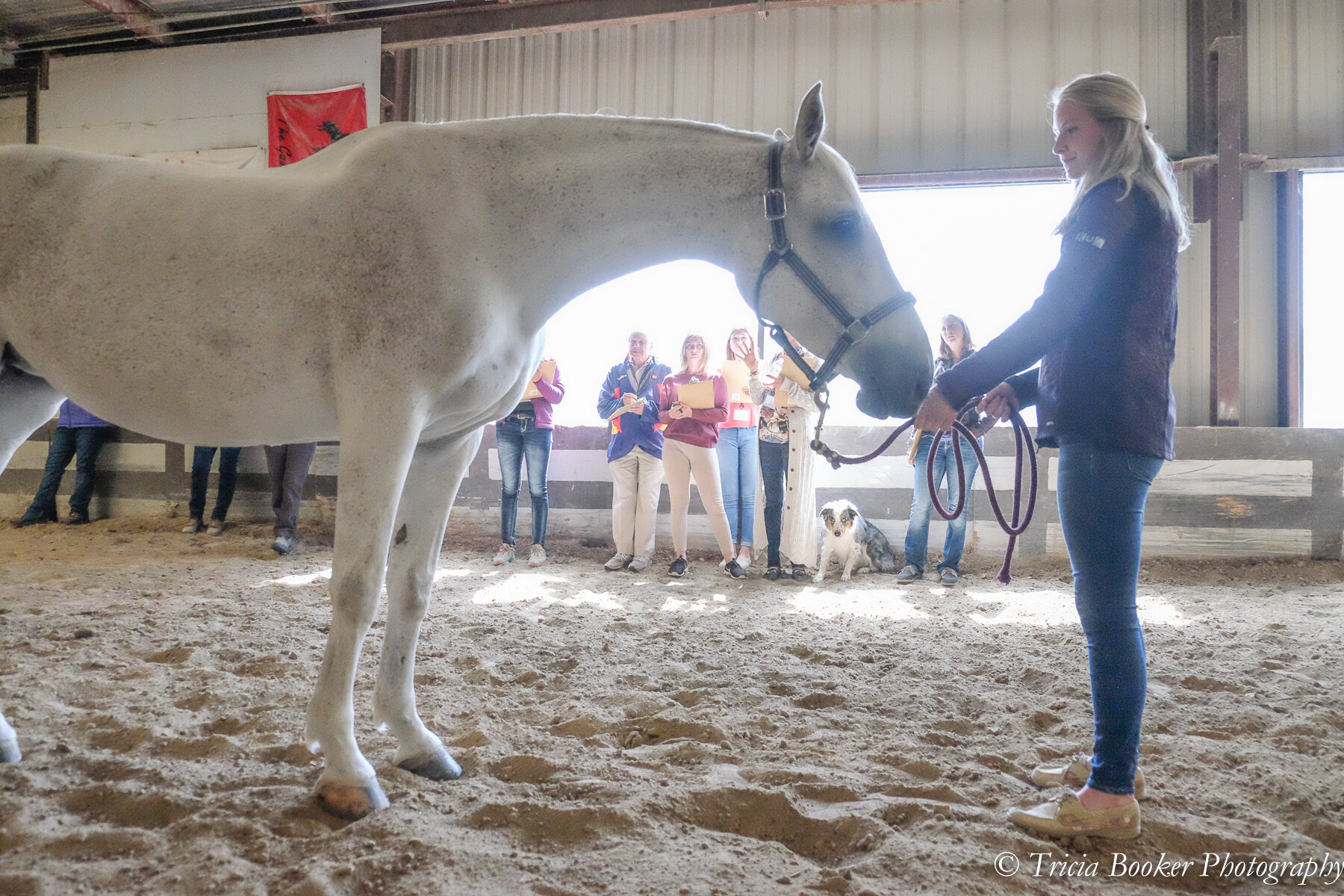 Sport Horse Conformation Seminar 