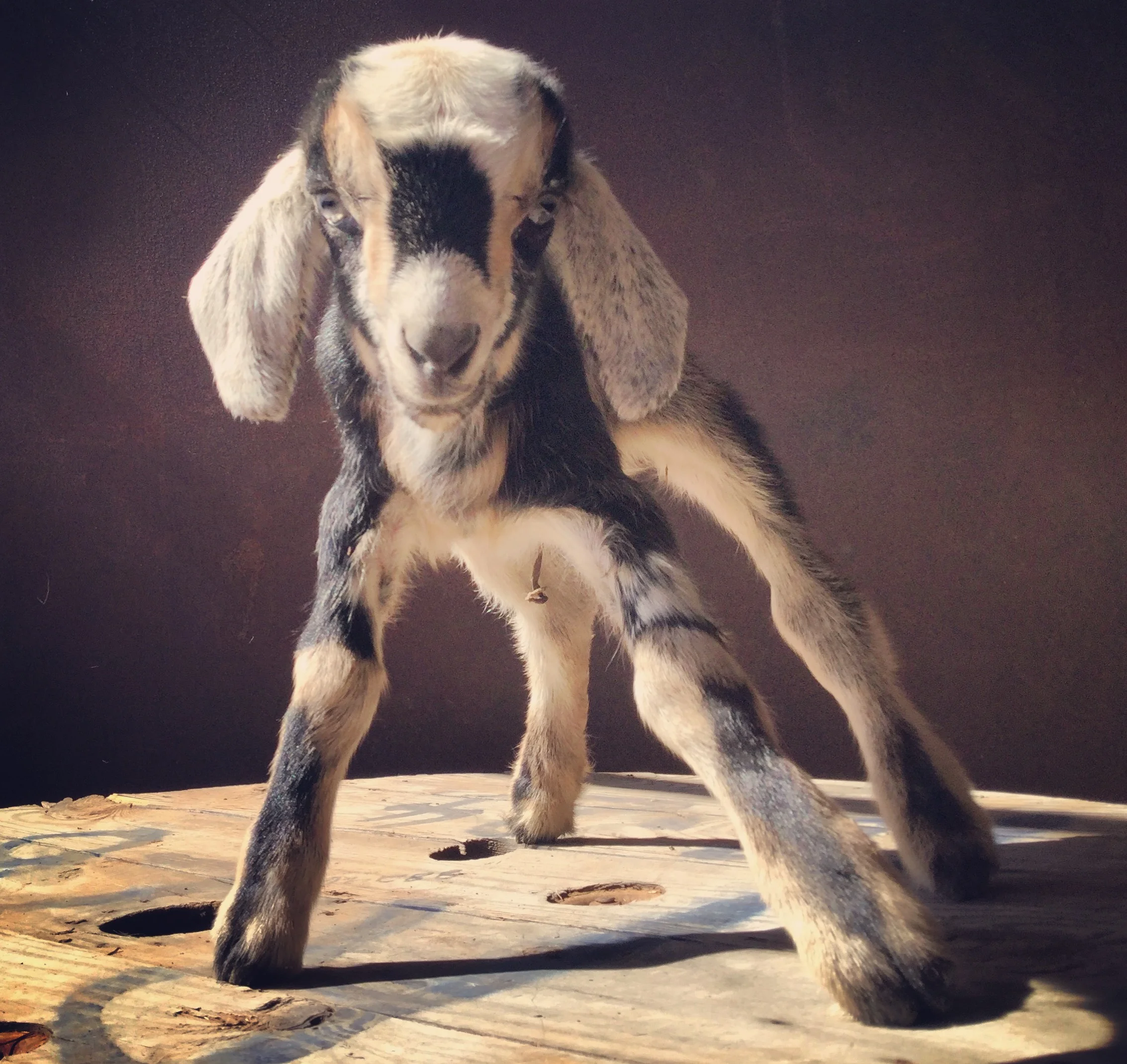 James K. Polk (Miniature Nubian)