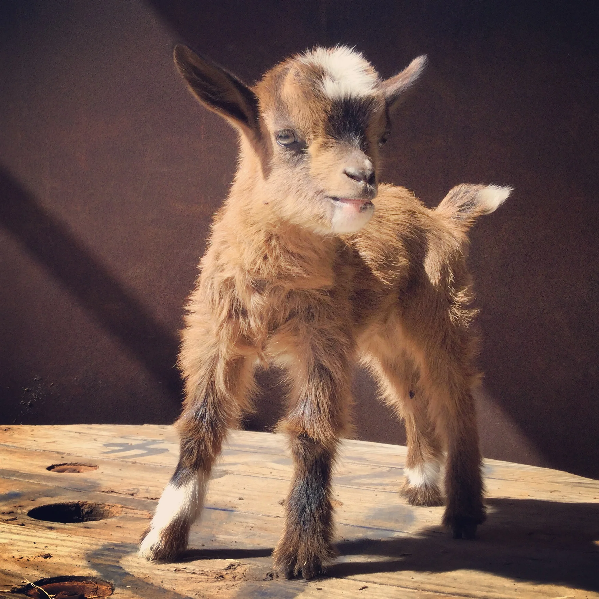 John Tyler (Nigerian Dwarf)