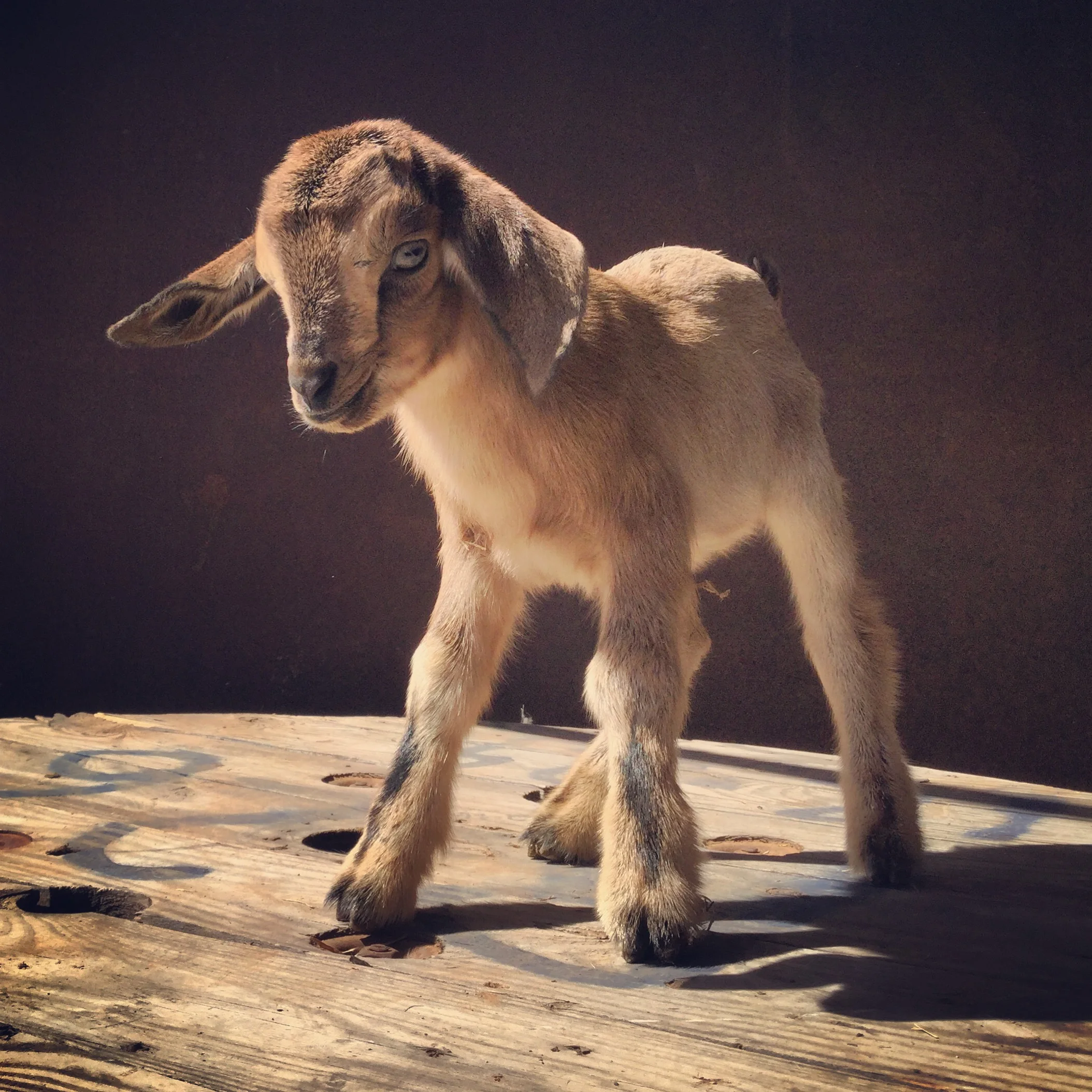 Louisa Catherine Adams (Miniature Nubian)