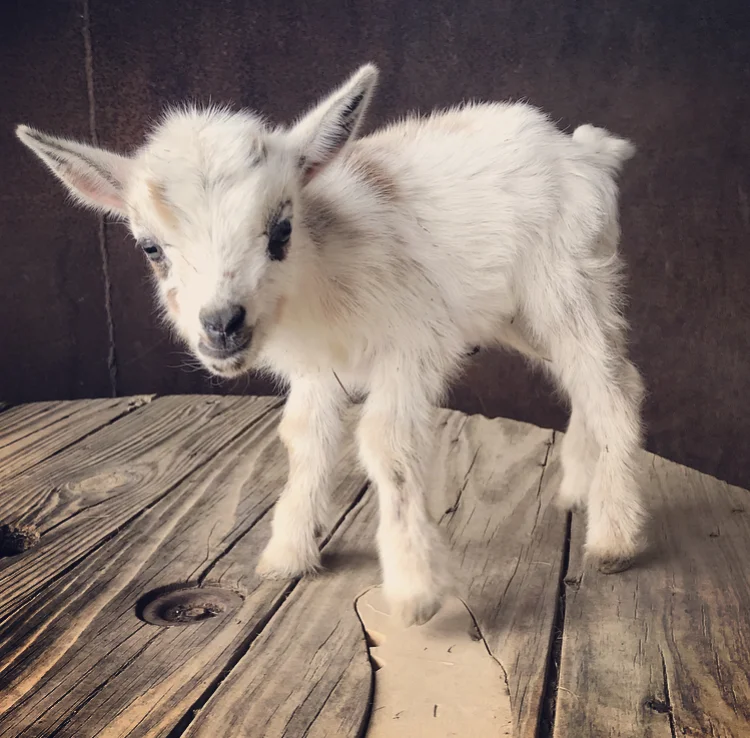 Zachary Taylor (Nigerian Dwarf)