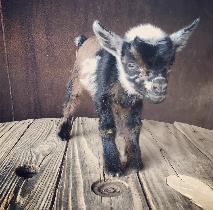 Millard Fillmore (Nigerian Dwarf)