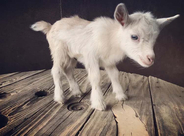 Sarah Yorke Jackson (Nigerian Dwarf)