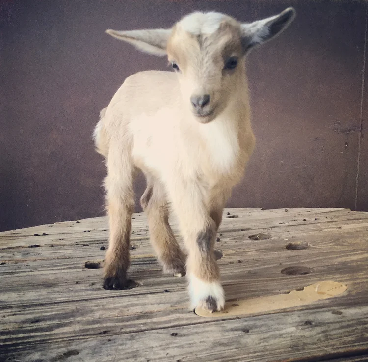 James Buchanan (Nigerian Dwarf)