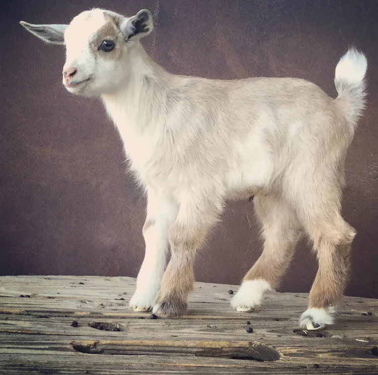 Abraham Lincoln ( Nigerian Dwarf)