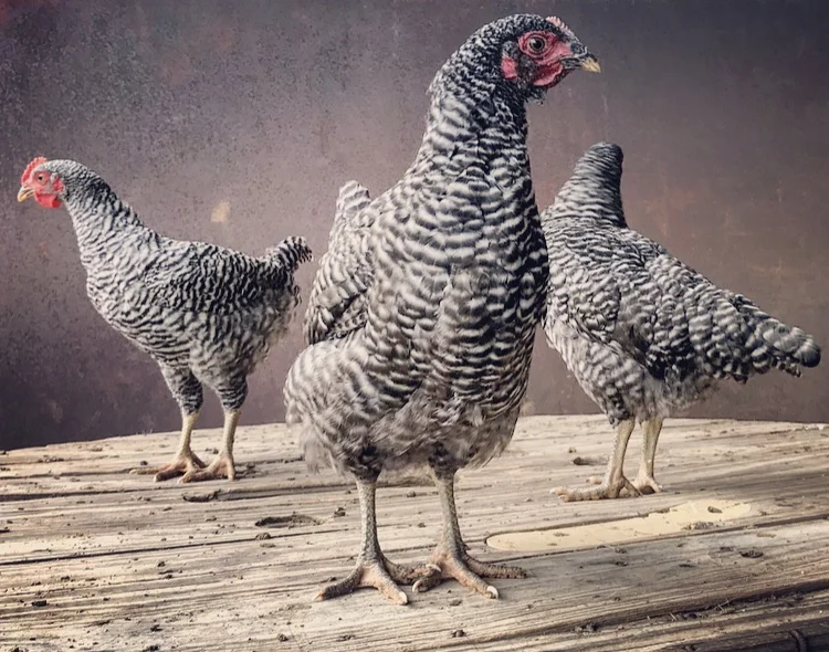 Barred Plymouth Rock Laying Hens