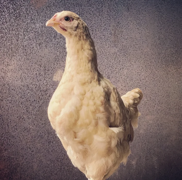 Buff Orpington Laying Hens