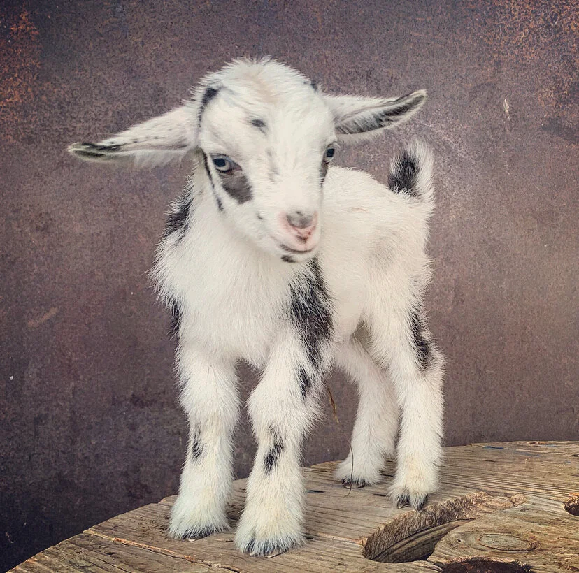 Andrew Johnson (Nigerian Dwarf buckling)