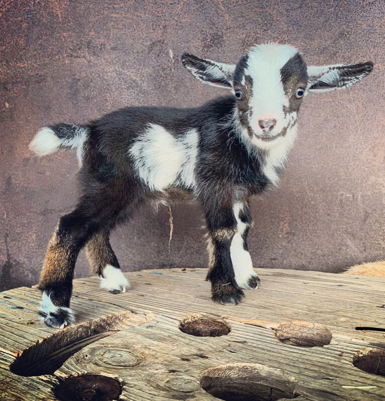 Ulysses S. Grant  (Nigerian Dwarf buckling)