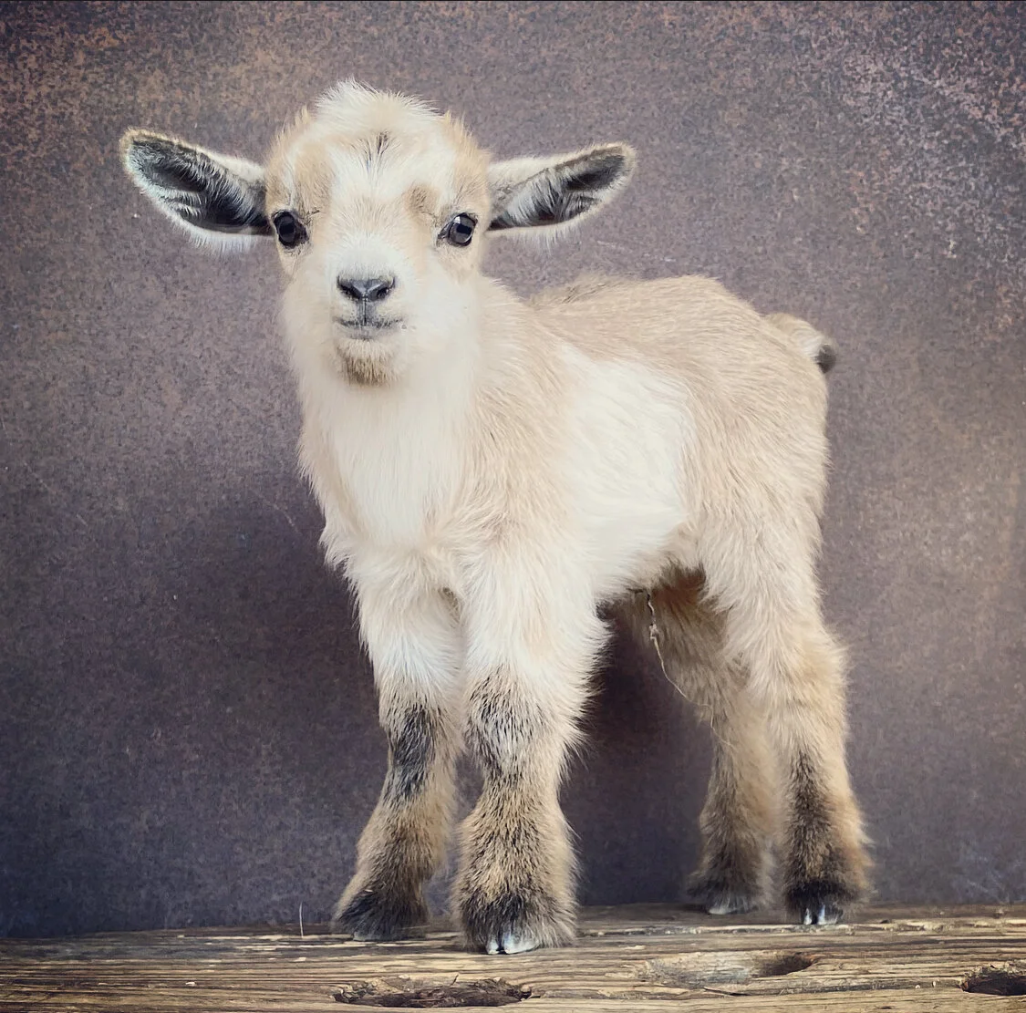 ECBD1B1C-6710-413B-811B-0341050CBB53