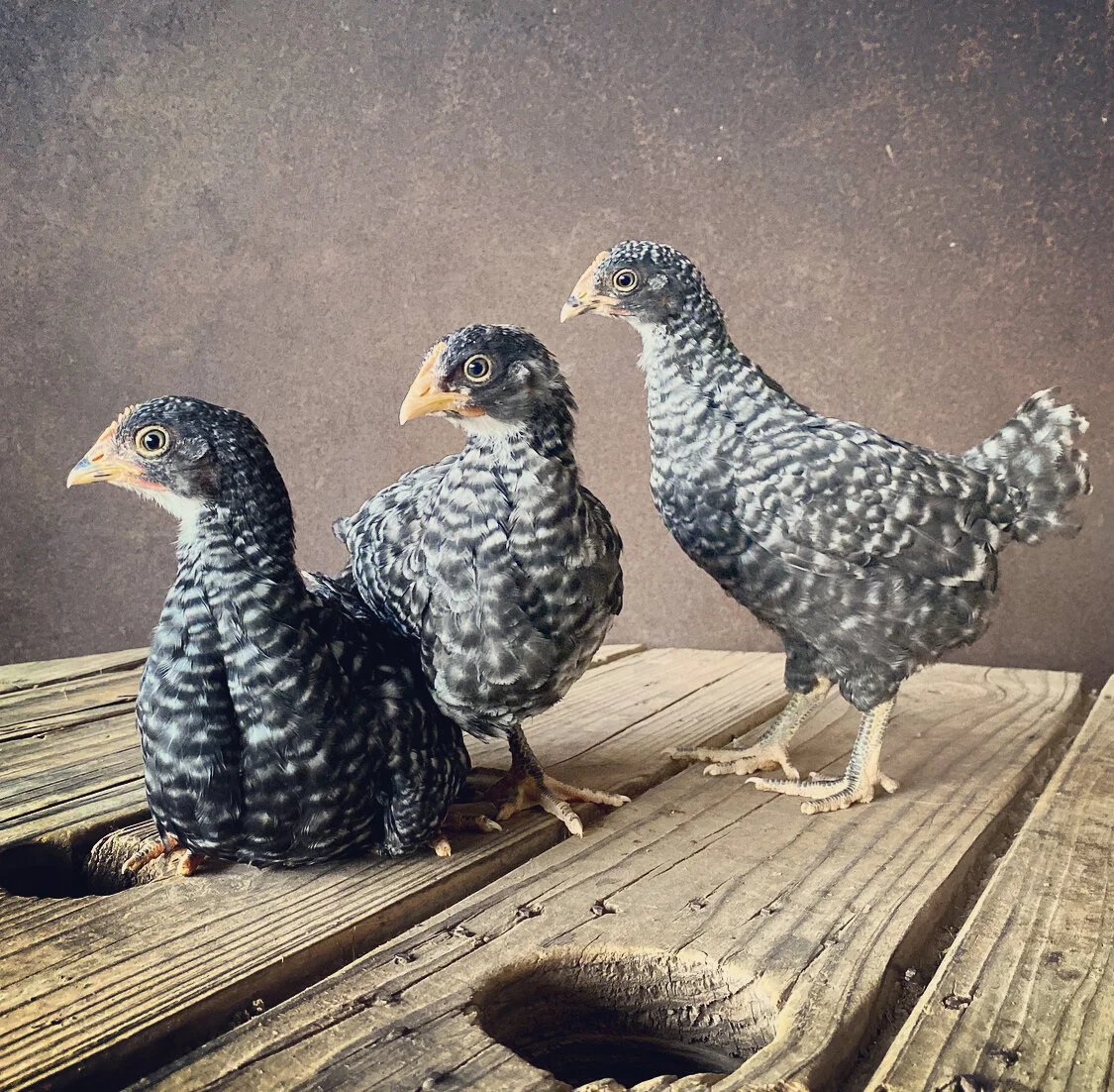 6DA829CE-09FF-4DA3-98C3-2663F3EA8BDD