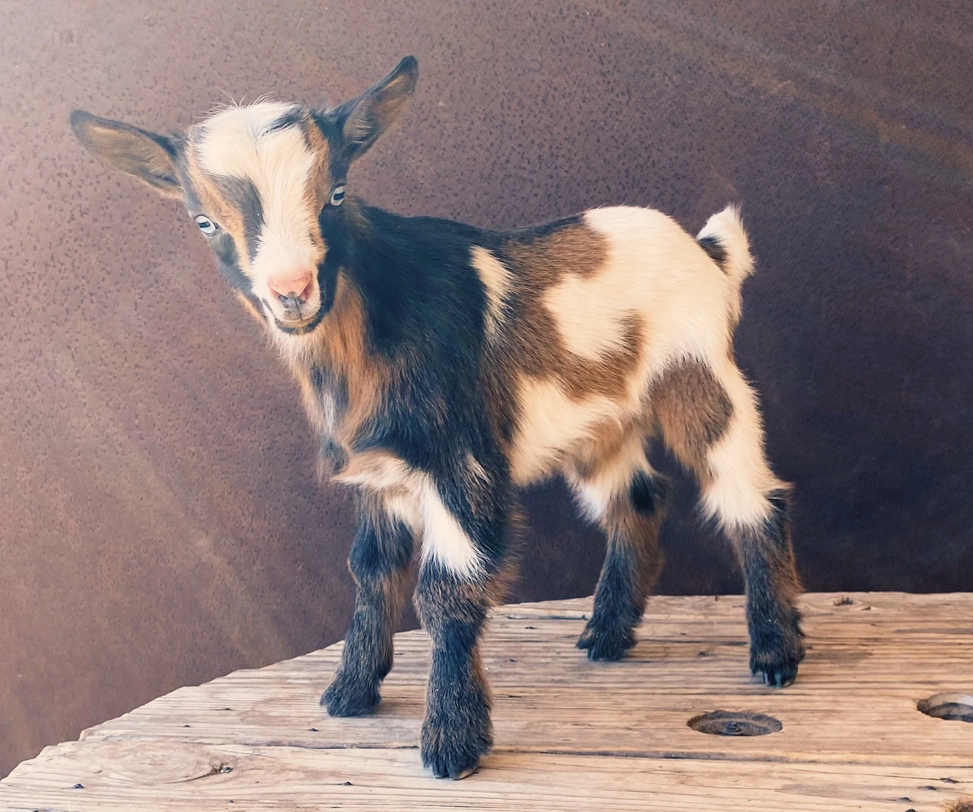 ADGA Nigerian Dwarf buckling ~ Niles Crane