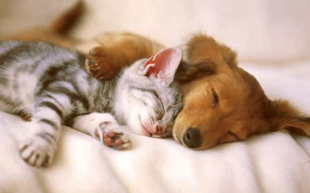 Photo from thesprucepets.com