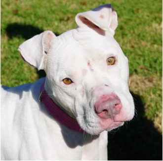 Photo from the Austin Humane Society