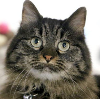Photo from the Austin Humane Society