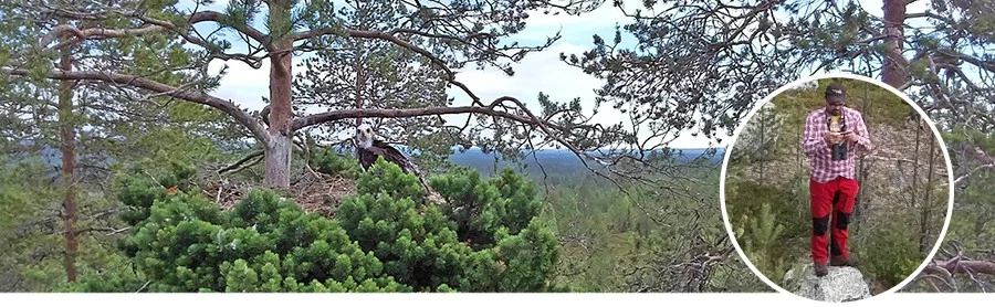 Fyra tips vid fågelinventeringar i tillståndsprocesser, kontrollprogram och vid hantering av villkor.jpg