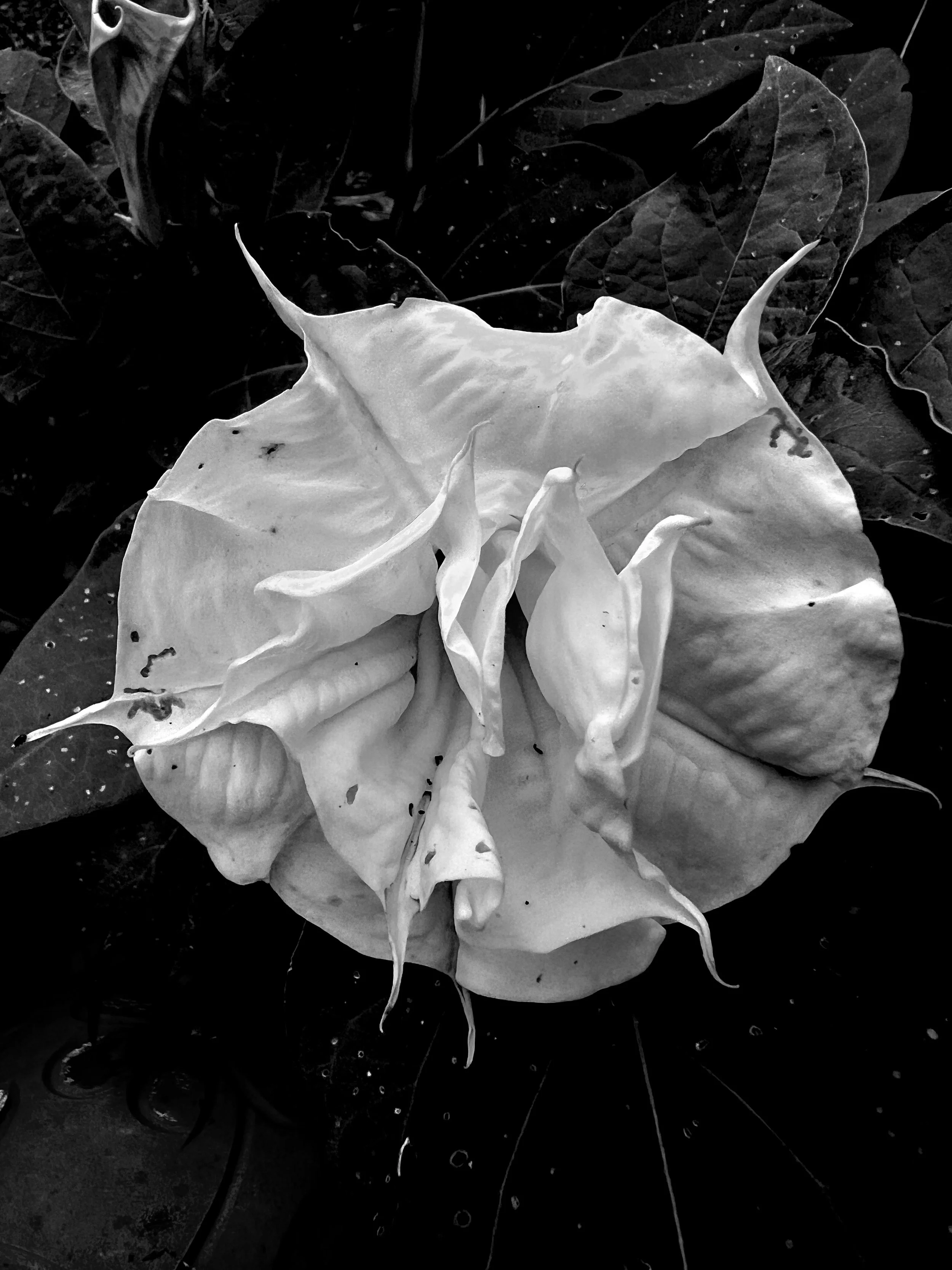 Flower bright 9x12.JPG