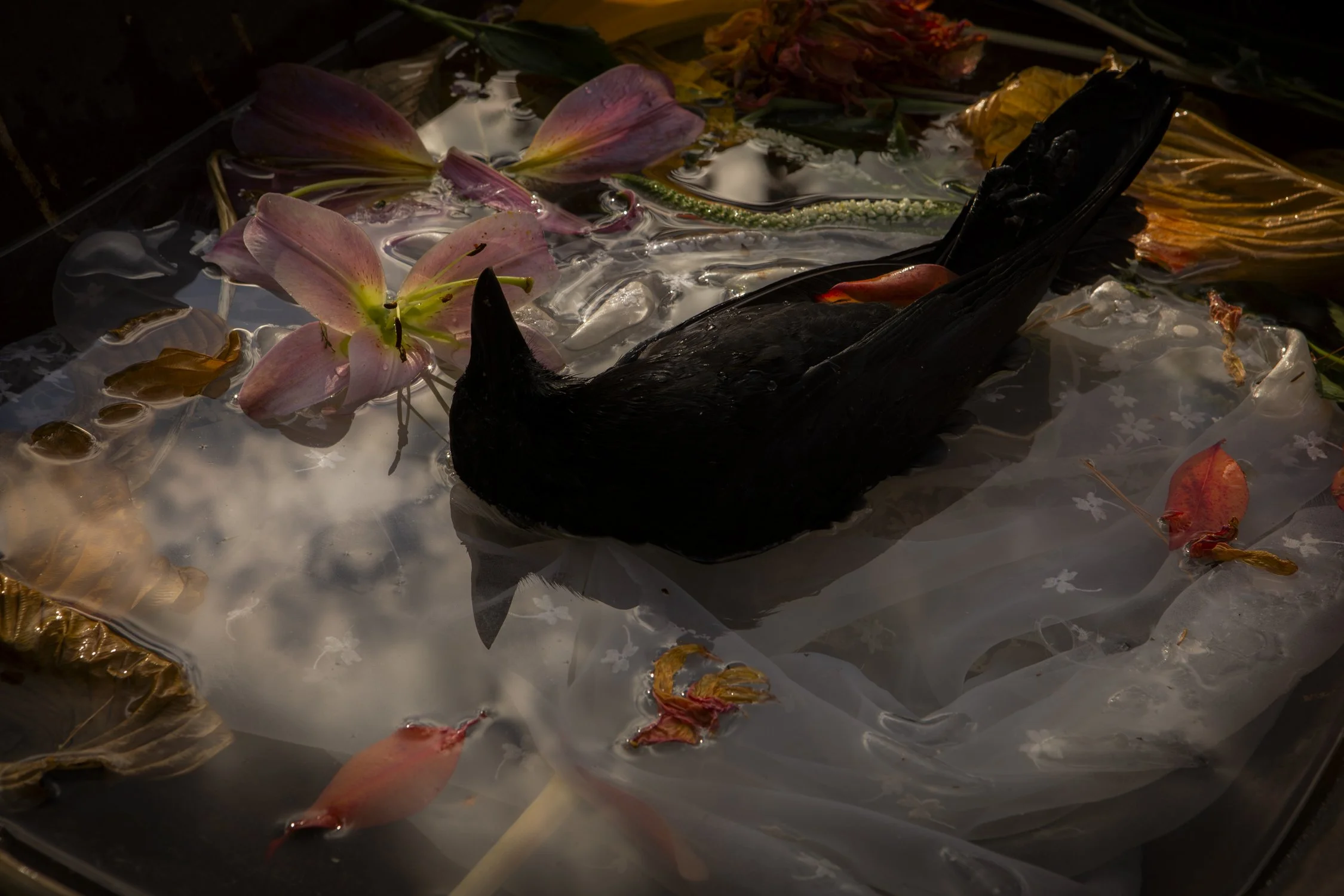 Dead Crow 2.jpg