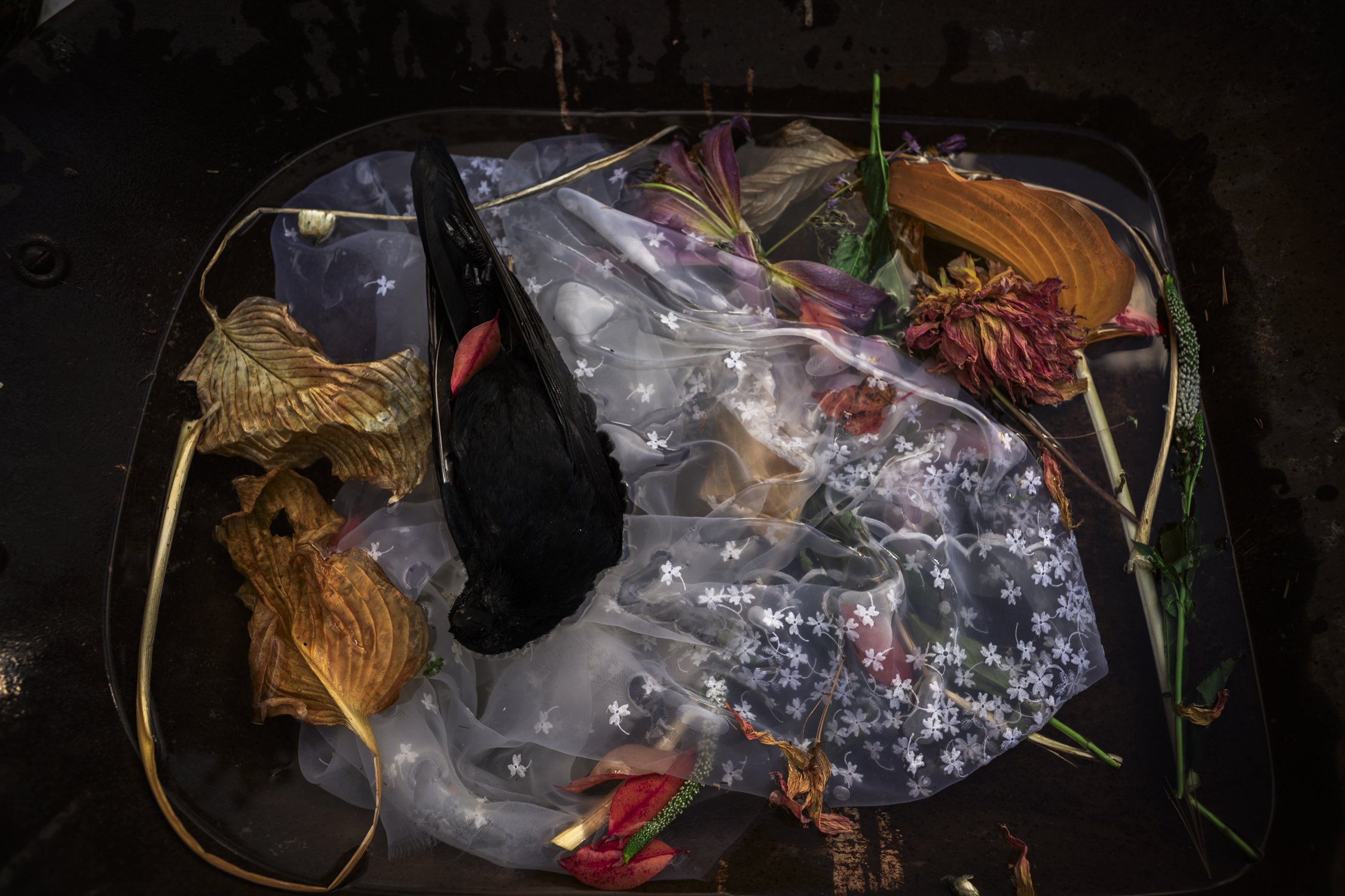 Dead Crow 3.jpg
