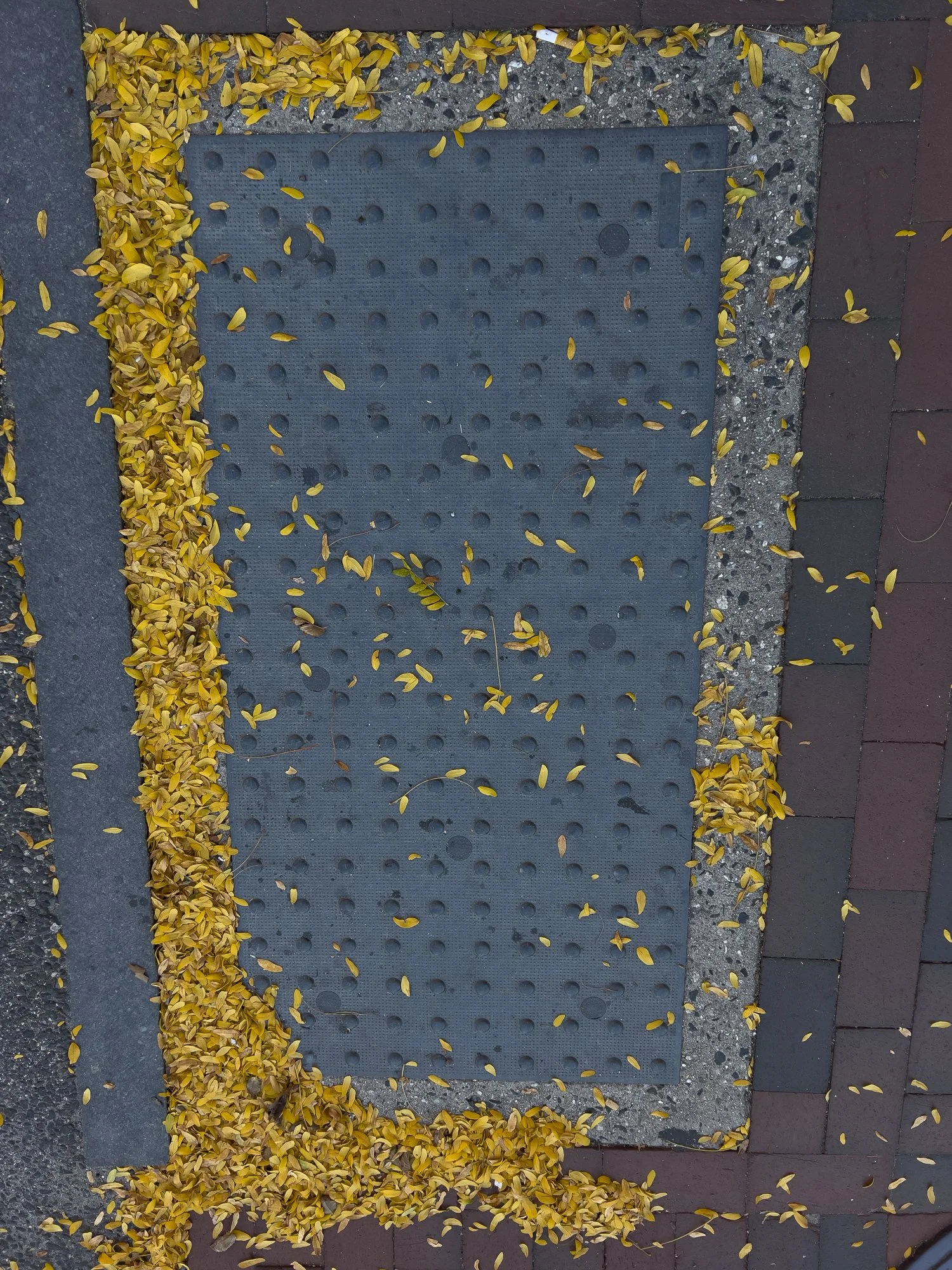 Street Leaves 1-1.jpg