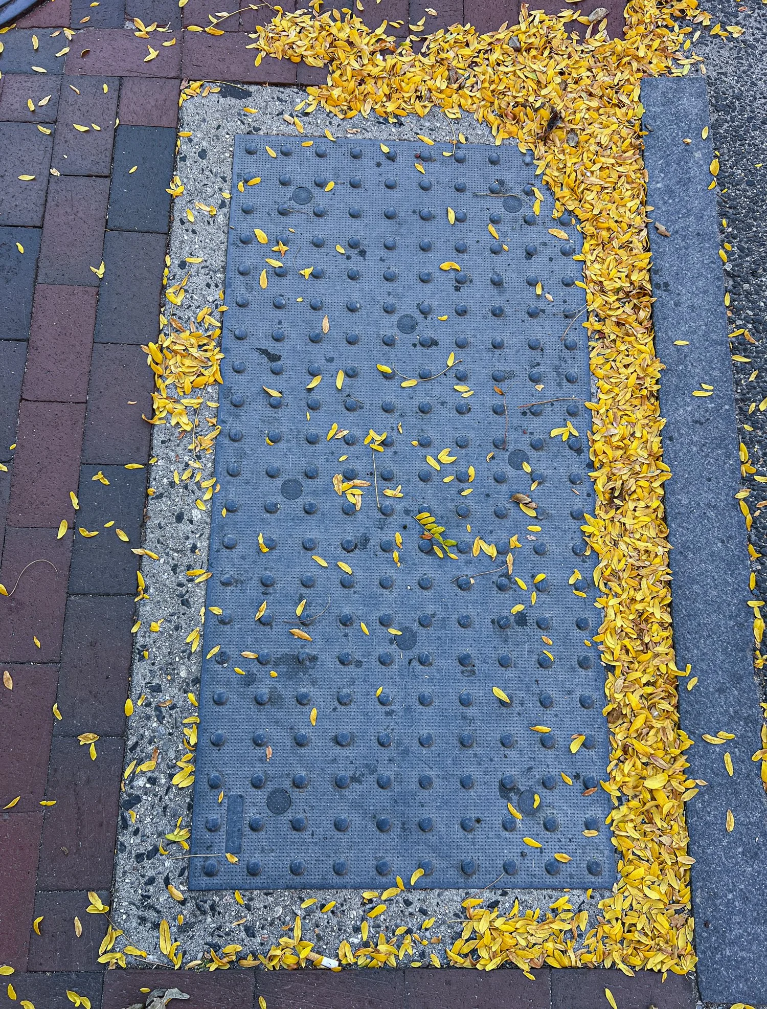 Street Leaves 1.jpg