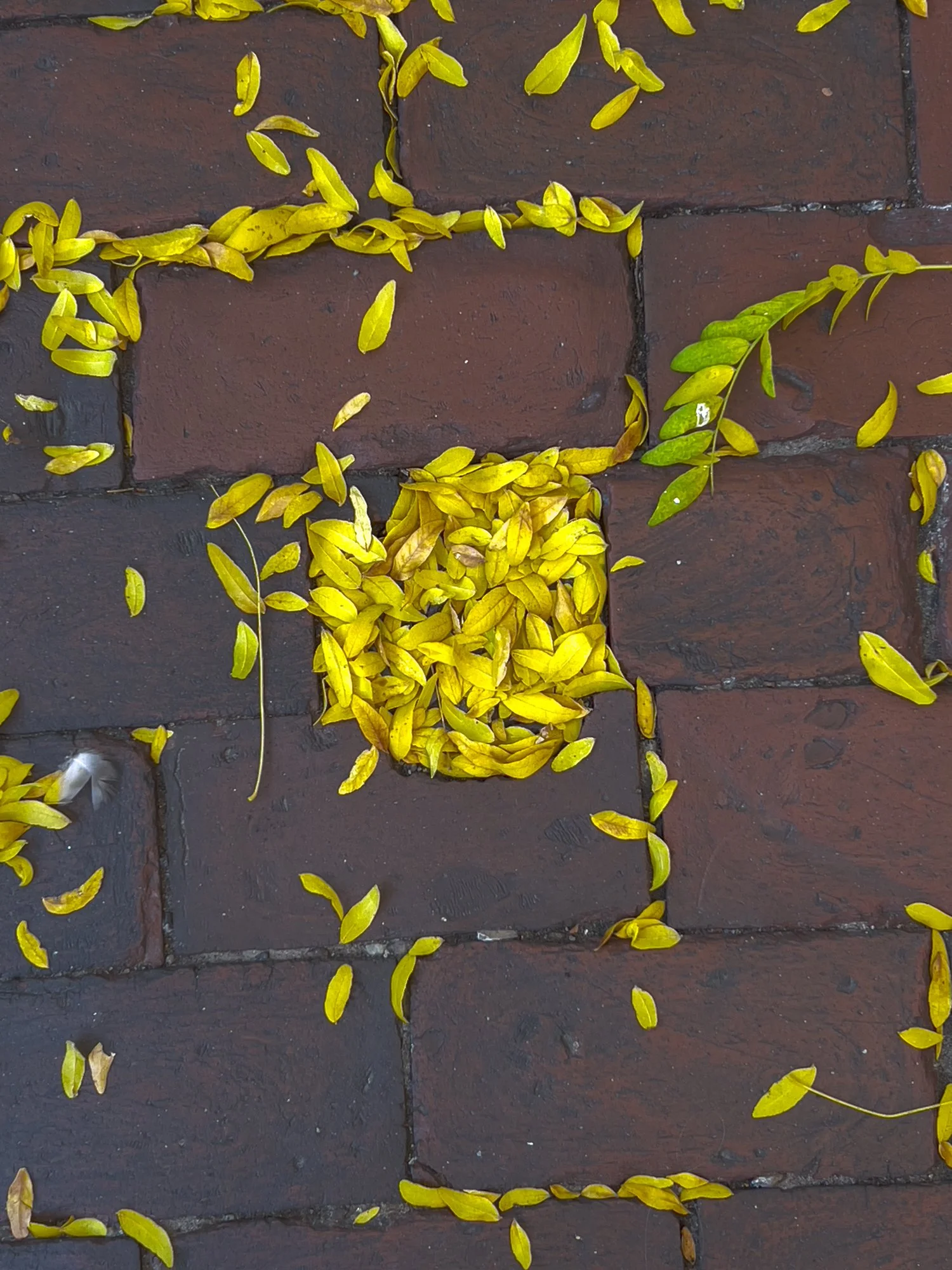 Street Leaves 4.jpg