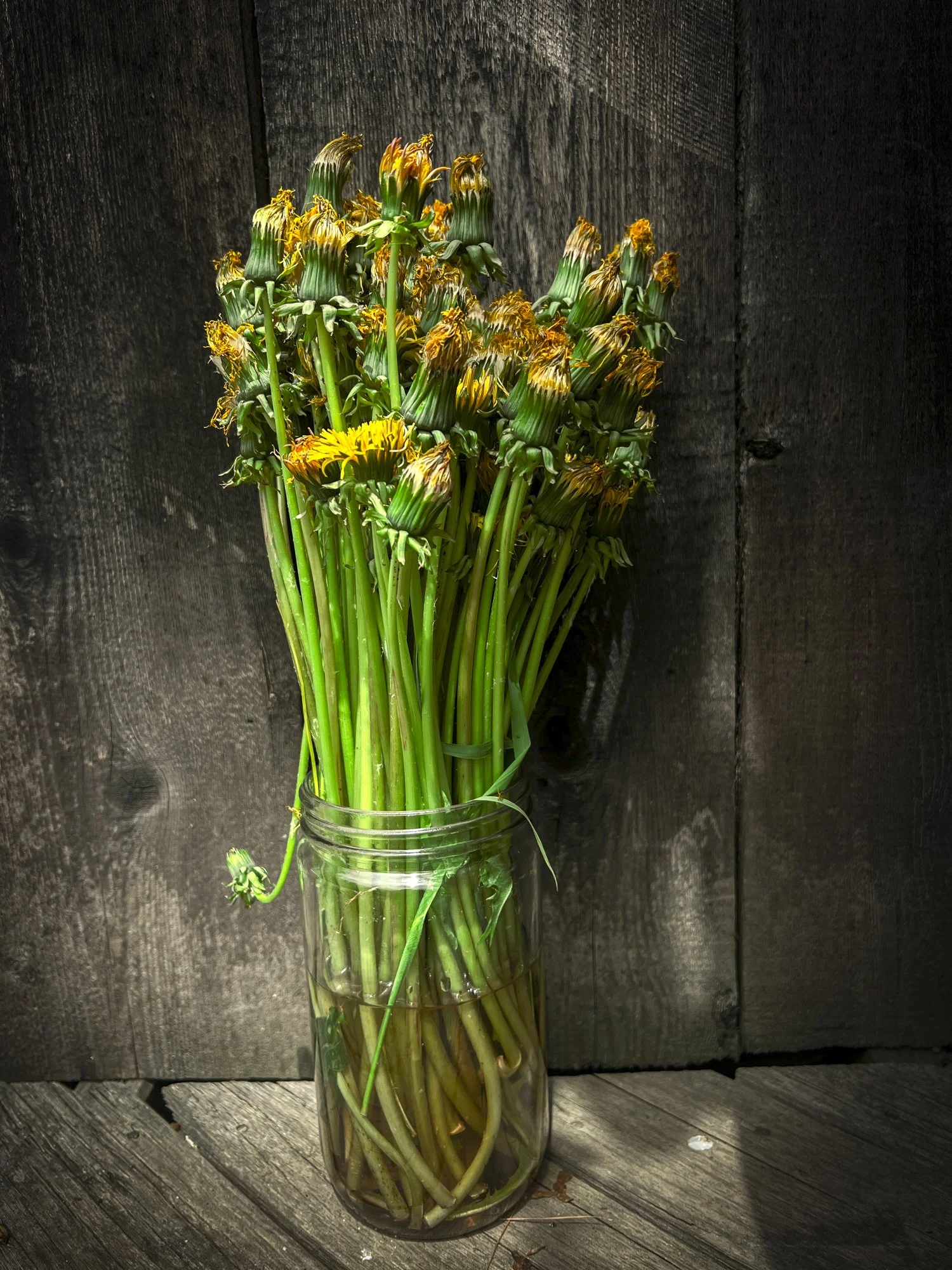 Dead dandilions.jpg