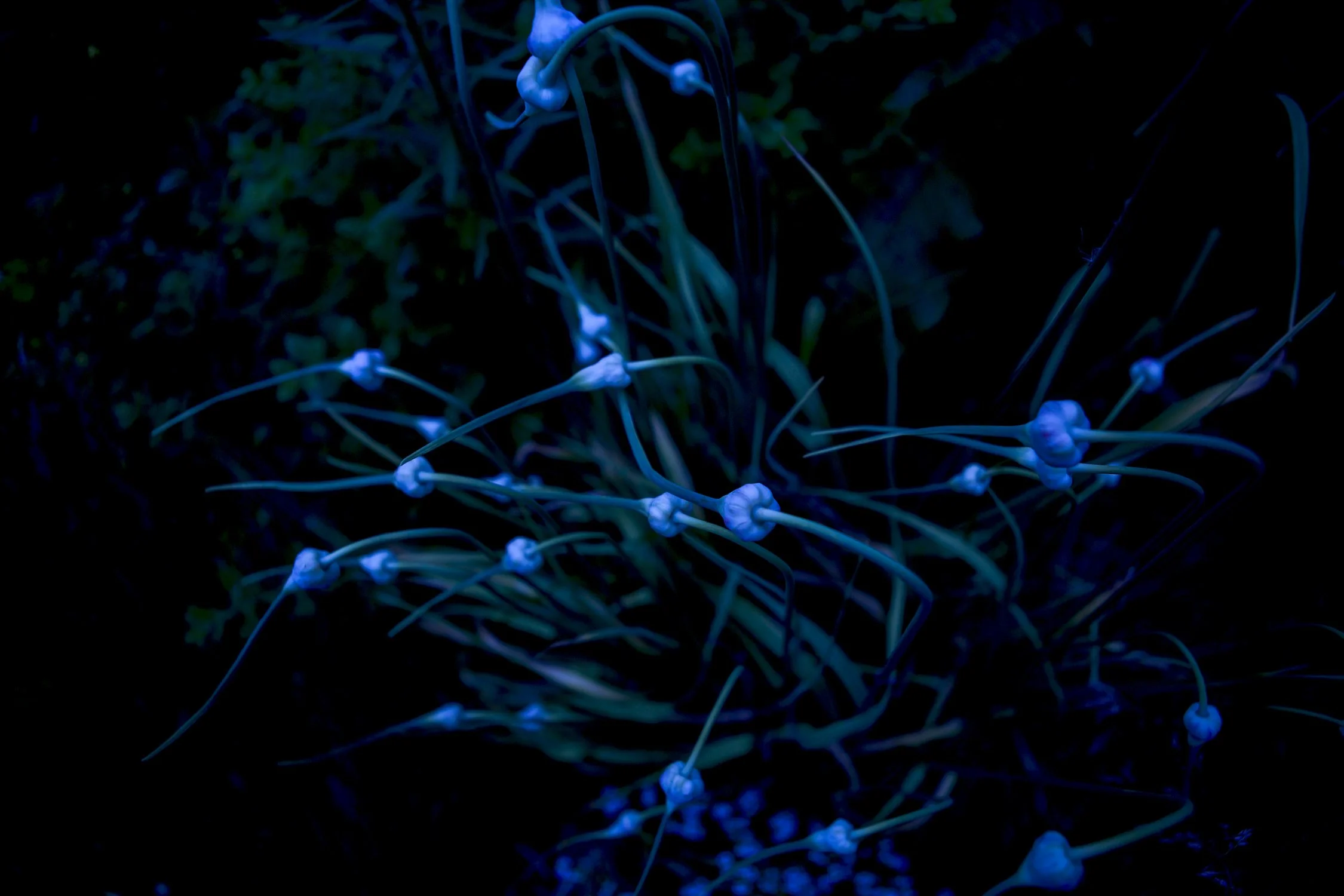 Night Garlic.jpg